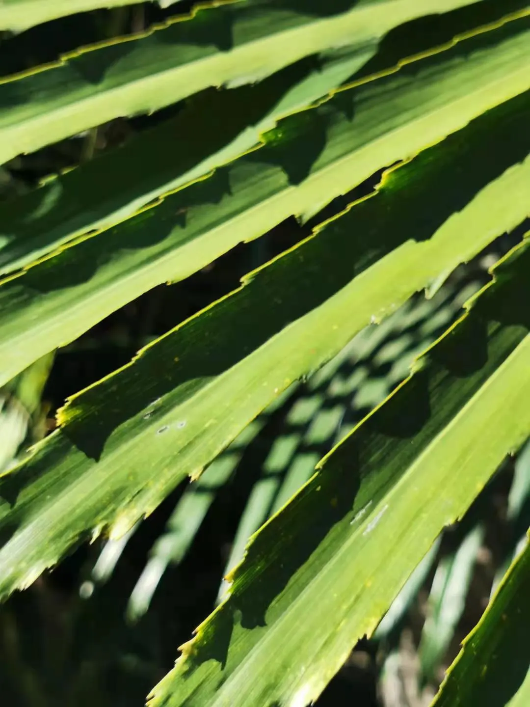 Formosa Sugar Palm, Feather Plant (Arenga Engleri) — which can reach lengths of 5 to 7 feet; creamy-white flowers that are followed by attractive