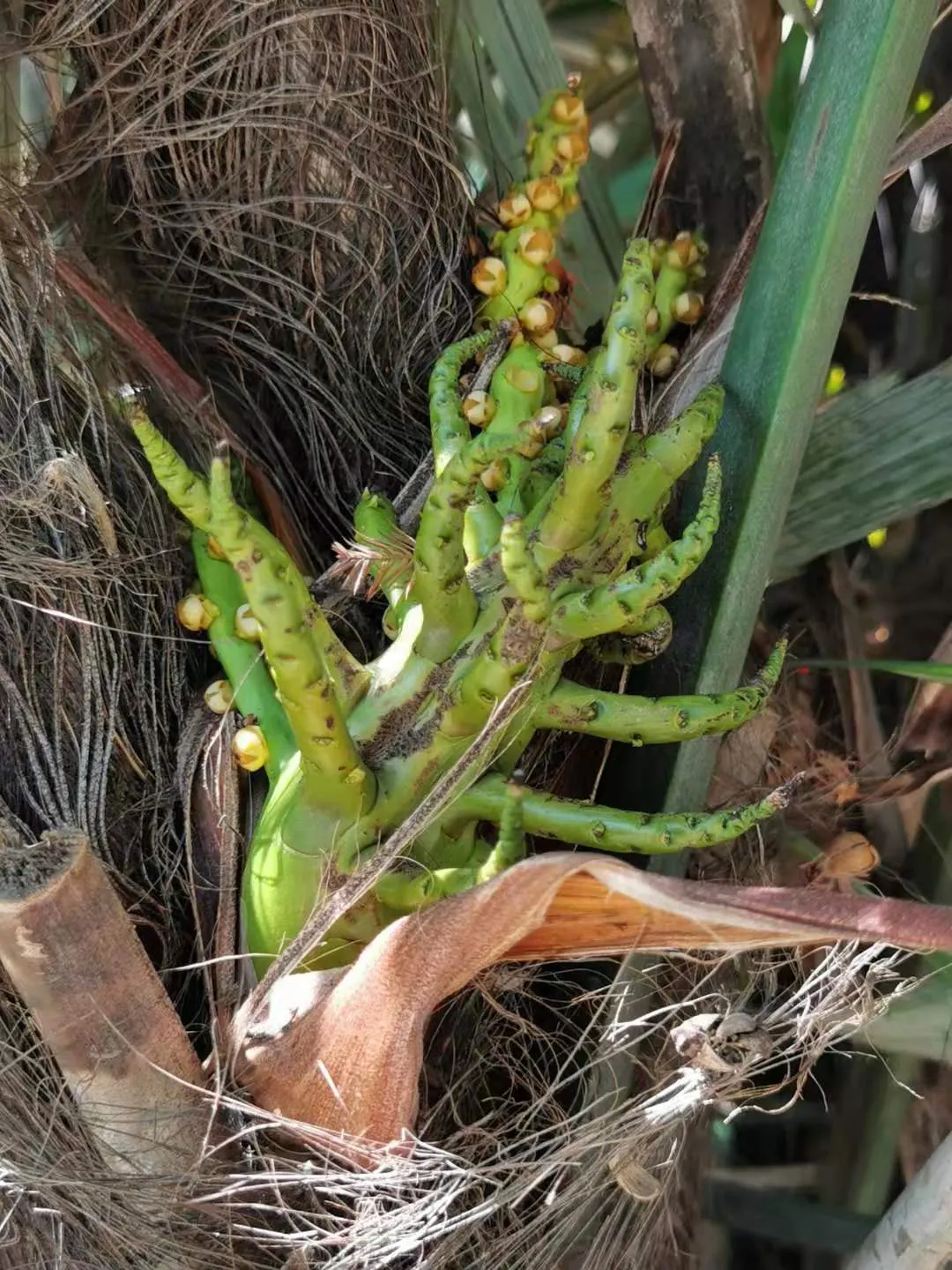 Formosa Sugar Palm, Feather Plant (Arenga Engleri) — Perfect for adding a tropical touch; small to medium-sized palm, image 51