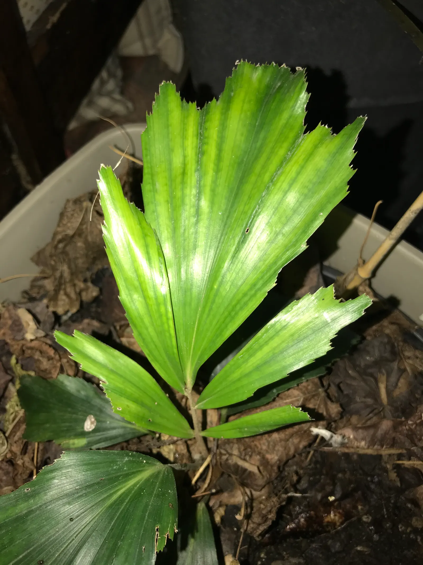 Formosa Sugar Palm, Feather Plant (Arenga Engleri) — making it versatile for landscape design; palm for full or half, image 53