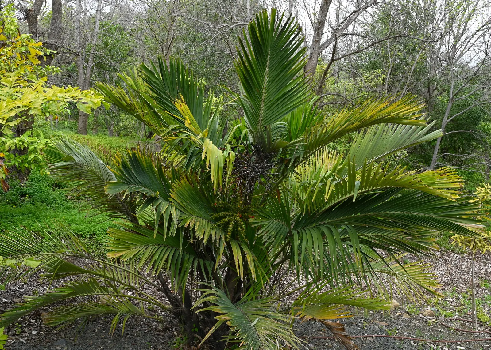 Formosa Sugar Palm, Feather Plant (Arenga Engleri) — making it versatile for landscape design