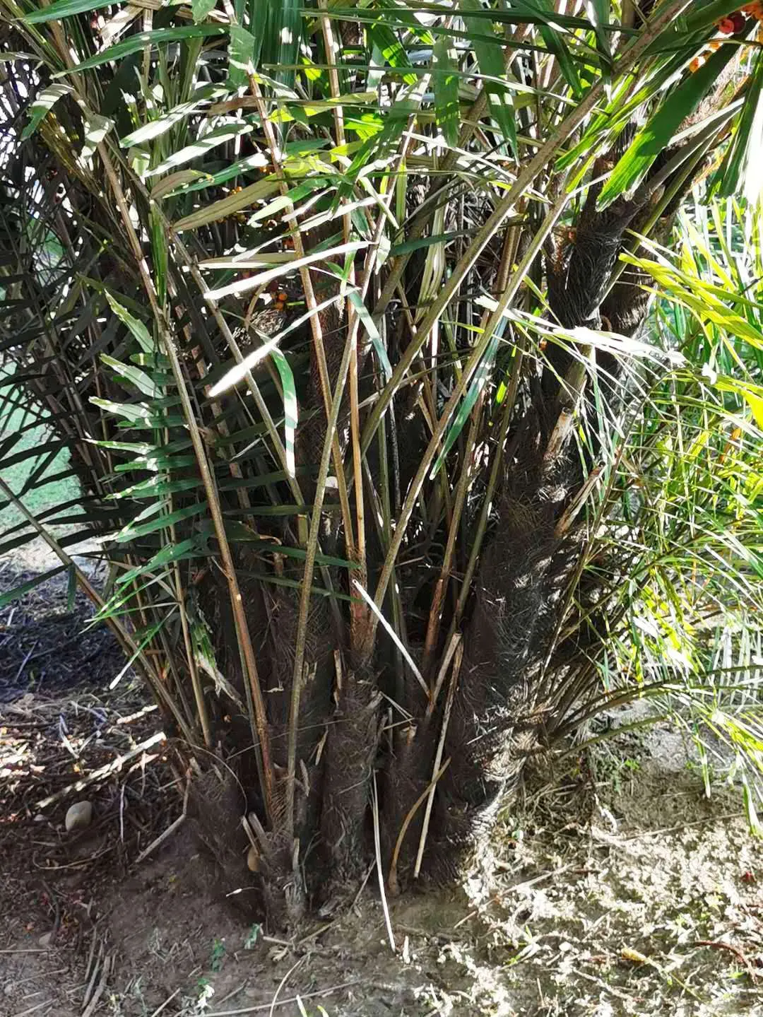 Formosa Sugar Palm, Feather Plant (Arenga Engleri) — commonly known as Formosa Palm or Taiwan Sugar Palm; it prefers partial shade to full sun and, image 47