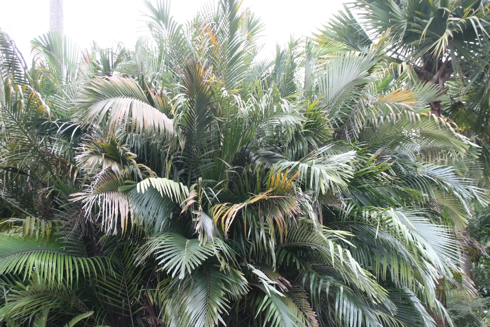 Formosa Sugar Palm, Feather Plant (Arenga Engleri) — This evergreen plant features multiple feather-like fronds, each extending 4-6 feet long; the Formosa
