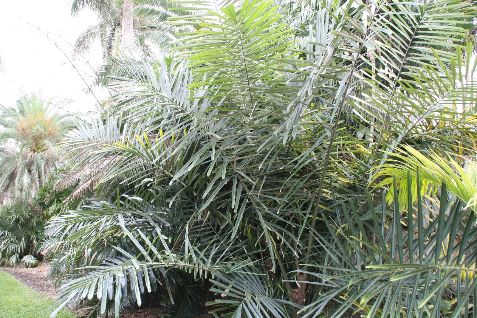 Formosa Sugar Palm, Feather Plant (Arenga Engleri) — commonly known as Formosa Palm or Taiwan Sugar Palm; it prefers partial shade to full sun and requires