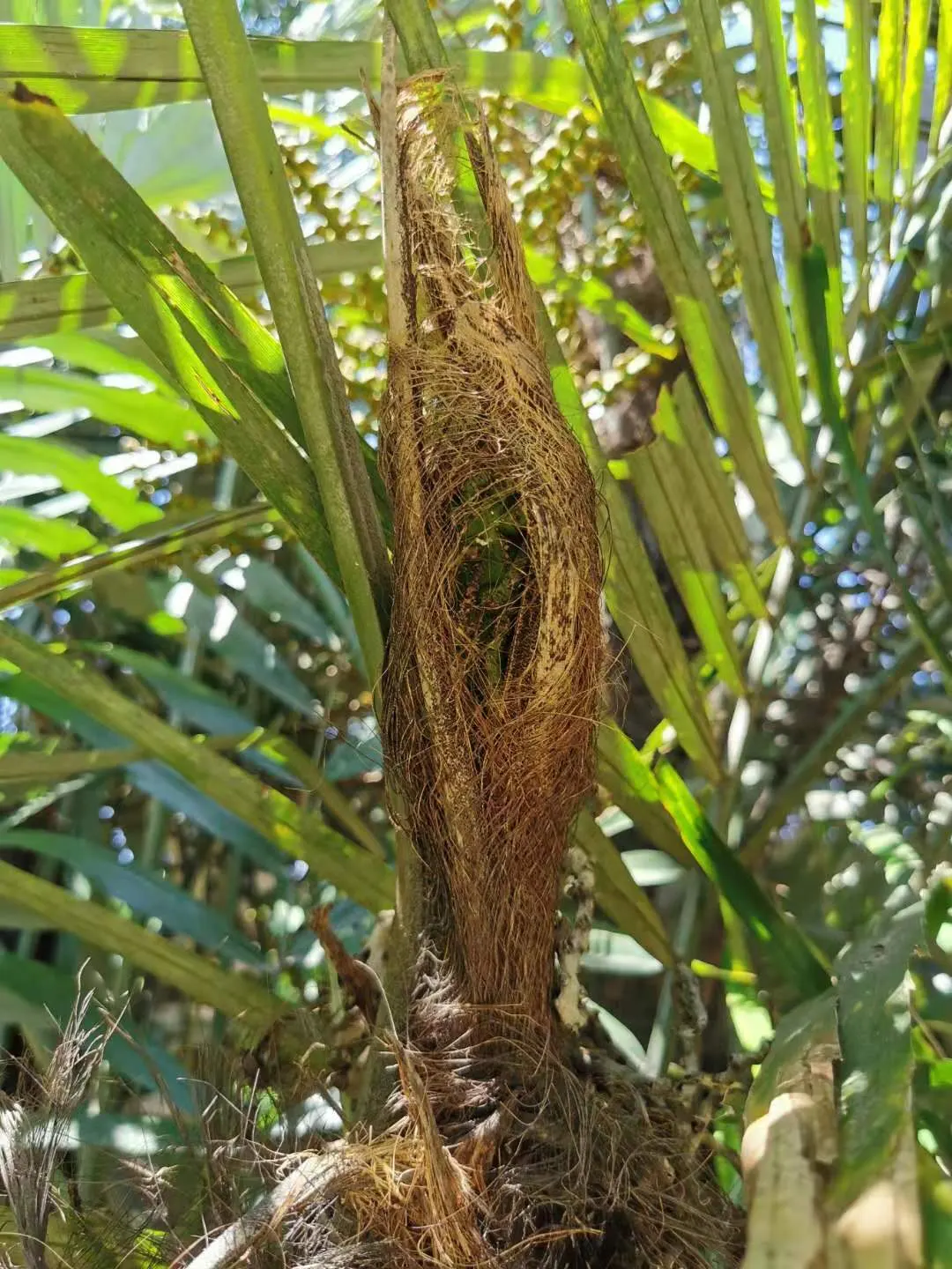 Formosa Sugar Palm, Feather Plant (Arenga Engleri) — making it versatile for landscape design; palm for full or half