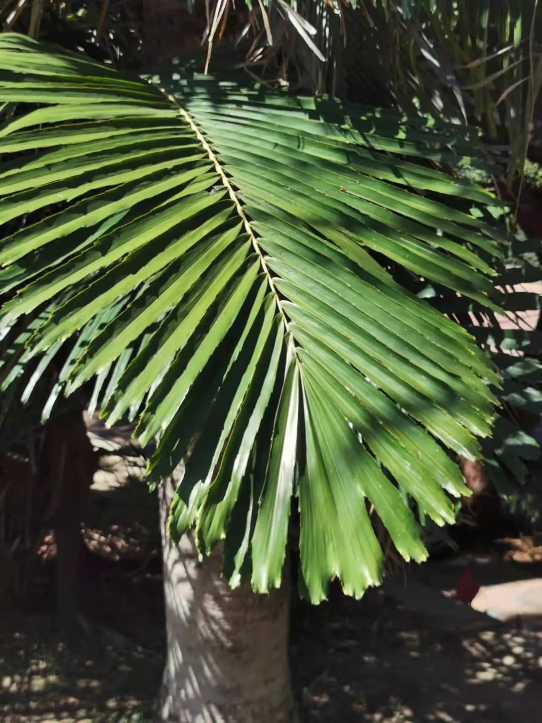 Formosa Sugar Palm, Feather Plant (Arenga Engleri) — Notably tolerant of a variety of soil types, this palm demands well-draining conditions to, image 39