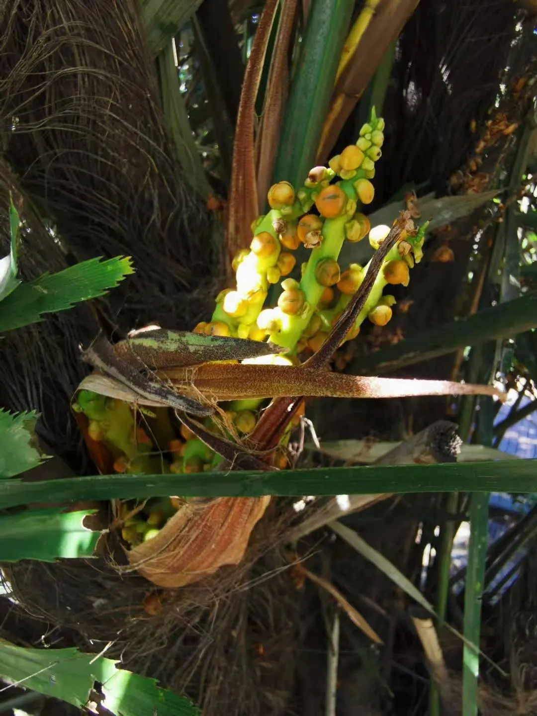 Formosa Sugar Palm, Feather Plant (Arenga Engleri) — When providing details to the client; which can reach lengths of 5 to 7 feet
