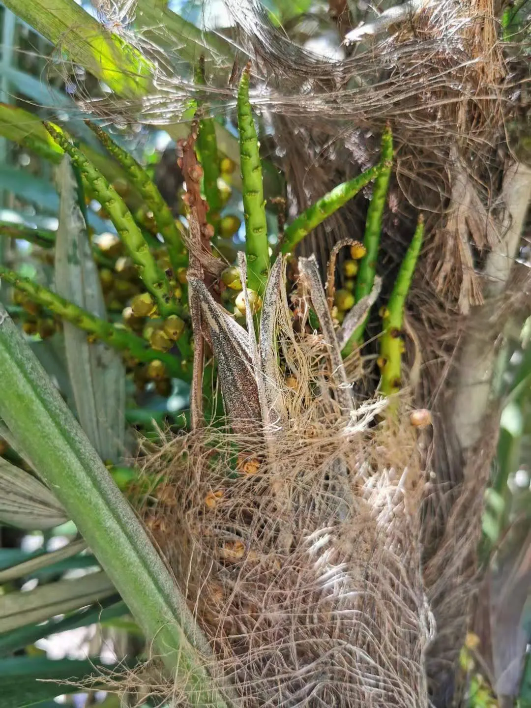 Formosa Sugar Palm, Feather Plant (Arenga Engleri) — reaching up to 10-20 feet in height; native to Taiwan and the Ryukyu Islands