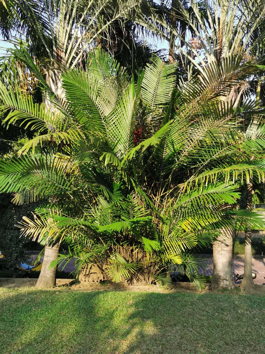 Formosa Sugar Palm, Feather Plant (Arenga Engleri) — as its flowers attract pollinators such as bees and birds; this palm is hardy and adjusts well to