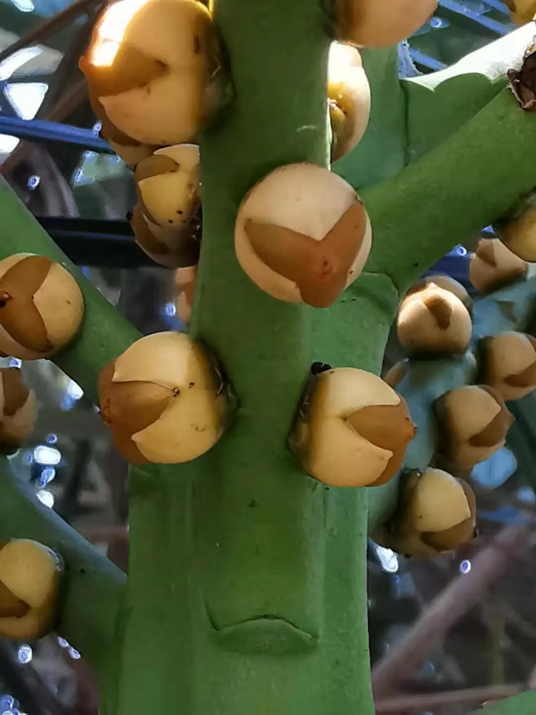 Formosa Sugar Palm, Feather Plant (Arenga Engleri) — scientifically known as Arenga engleri; making it versatile for landscape design, image 54