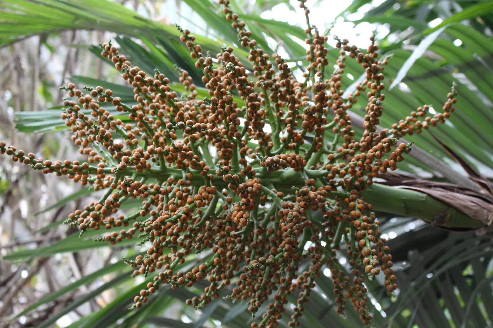 Formosa Sugar Palm, Feather Plant (Arenga Engleri) — this palm is hardy and adjusts well to container life; notably tolerant of a variety of soil, image 52