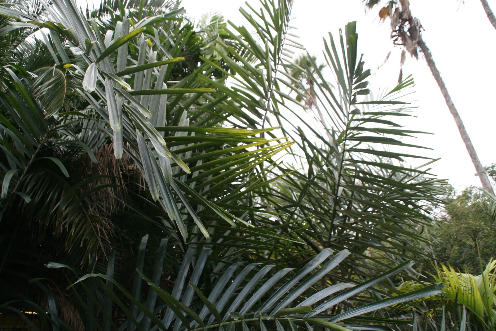 Formosa Sugar Palm, Feather Plant (Arenga Engleri) — are divided into numerous leaflets; this evergreen plant features multiple feather-like fronds, each