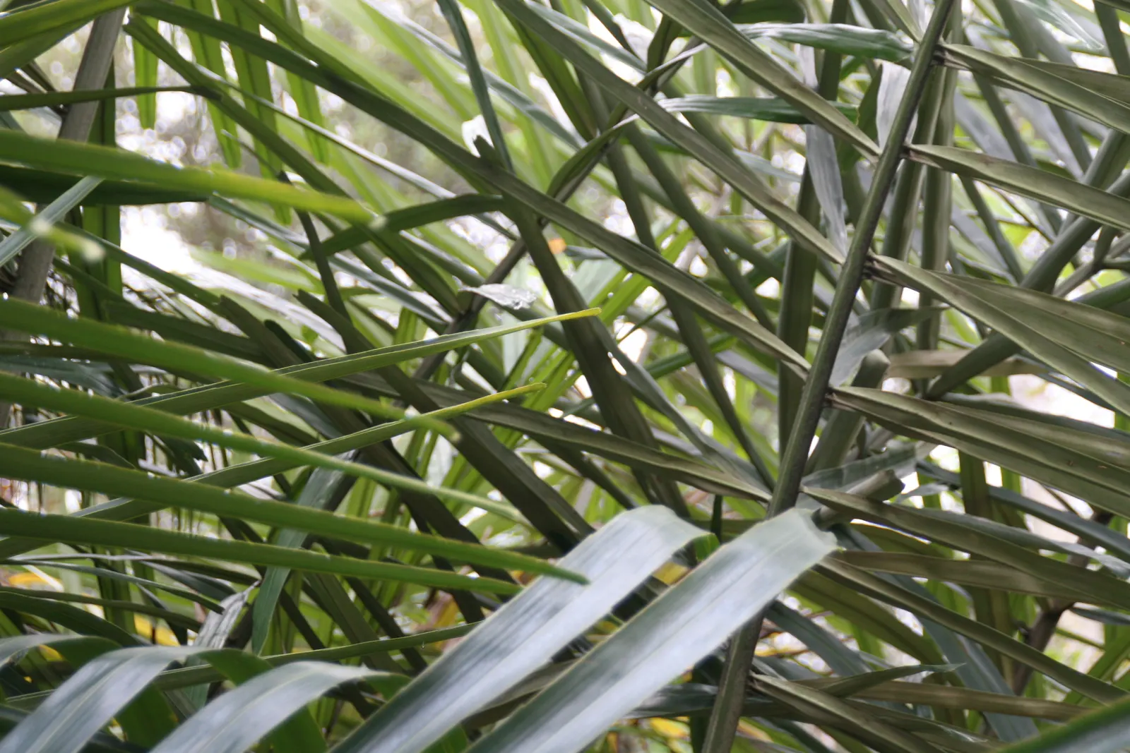 Formosa Sugar Palm, Feather Plant (Arenga Engleri) — creamy-white flowers that are followed by attractive