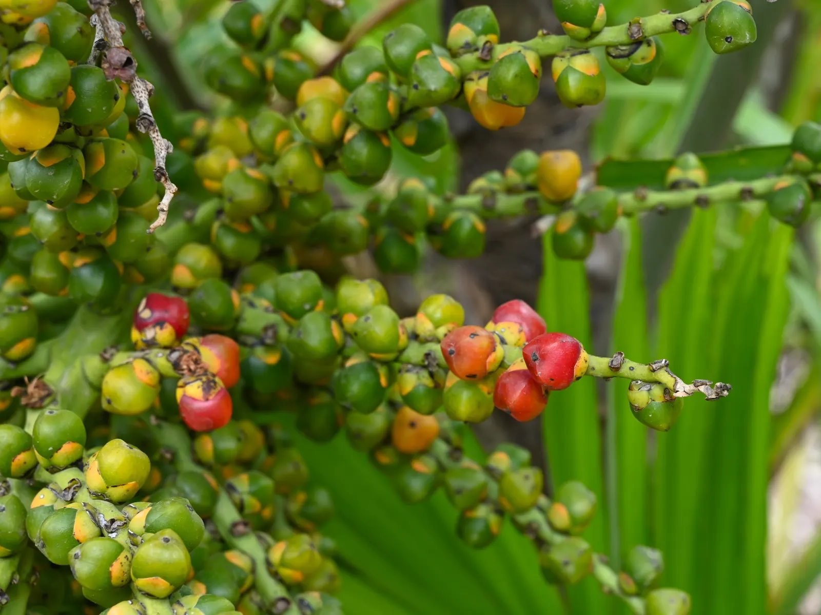 Formosa Sugar Palm, Feather Plant (Arenga Engleri) — highly regarded in landscape design for its exotic and tropical appearance