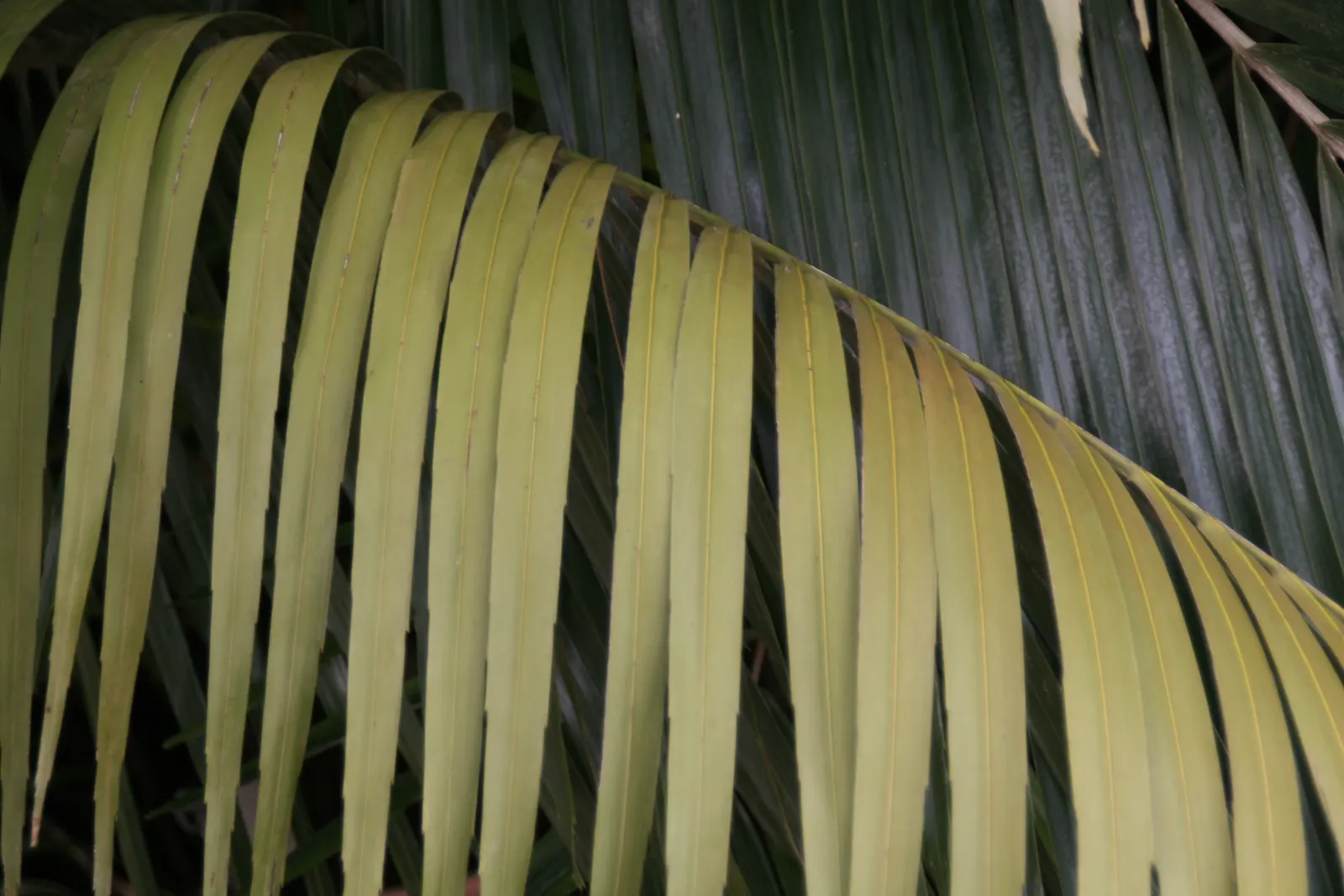 Formosa Sugar Palm, Feather Plant (Arenga Engleri) — which can reach lengths of 5 to 7 feet