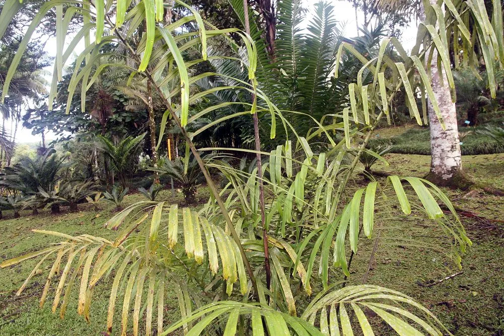 Formosa Sugar Palm, Feather Plant (Arenga Engleri) — the Formosa Sugar Palm exudes versatility; scientifically known as Arenga engleri