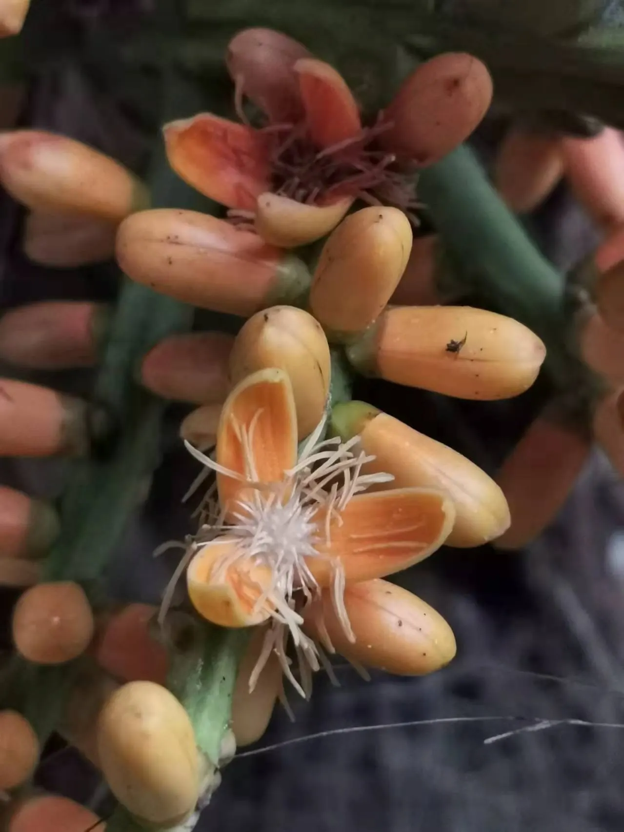 Formosa Sugar Palm, Feather Plant (Arenga Engleri) — Perfect for adding a tropical touch
