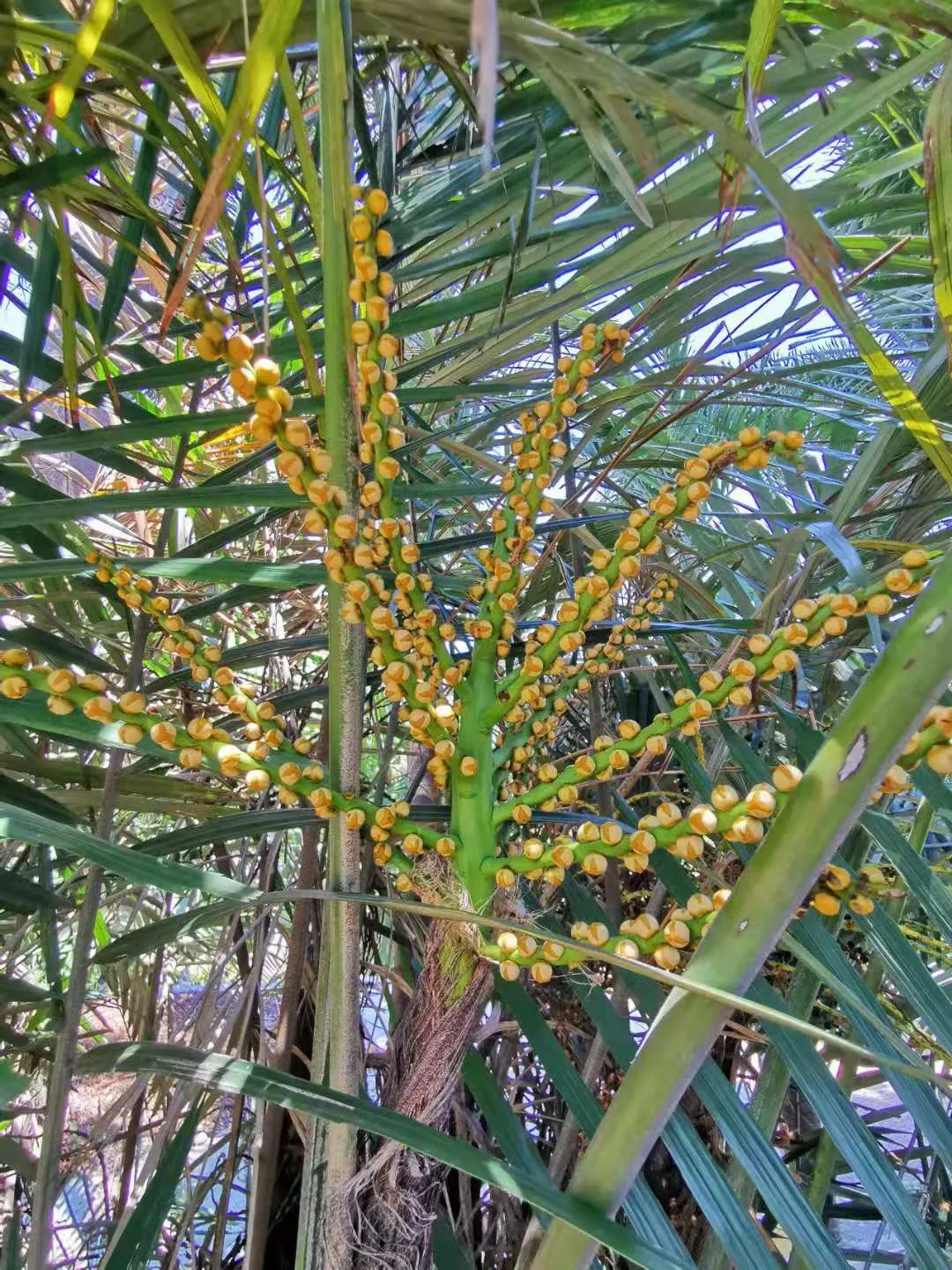 Formosa Sugar Palm, Feather Plant (Arenga Engleri) — This evergreen plant features multiple feather-like fronds, each extending 4-6 feet long