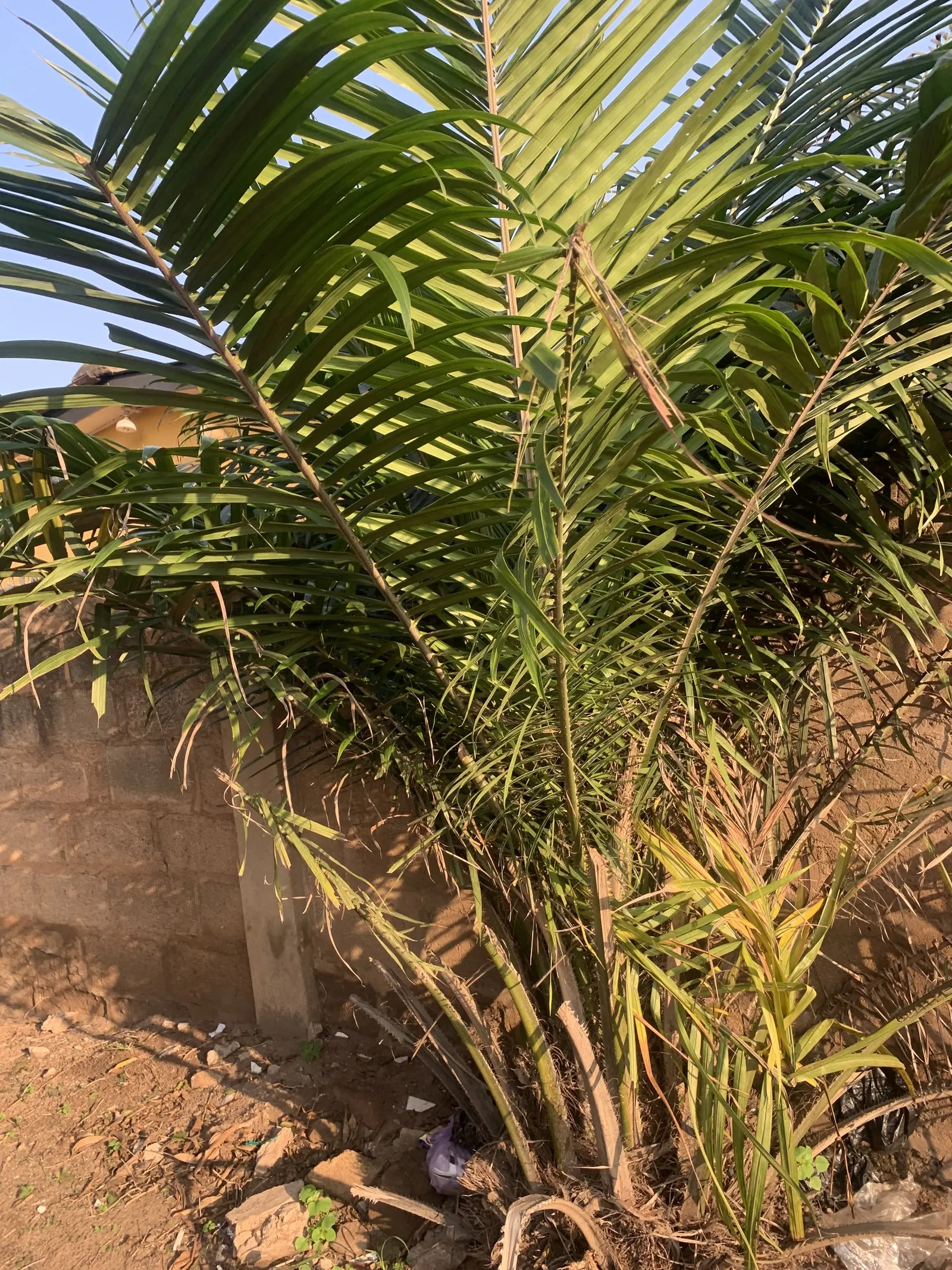 Formosa Sugar Palm, Feather Plant (Arenga Engleri) — are divided into numerous leaflets
