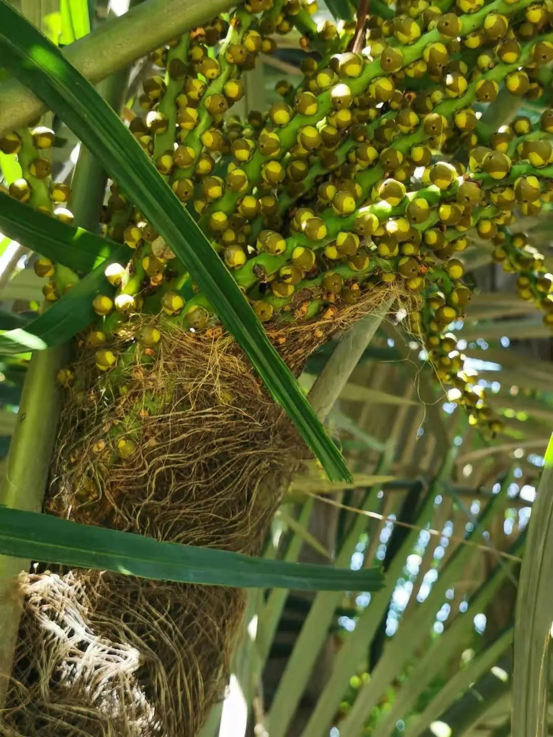 Formosa Sugar Palm, Feather Plant (Arenga Engleri) — native to Taiwan and the Ryukyu Islands; perfect for adding a tropical touch