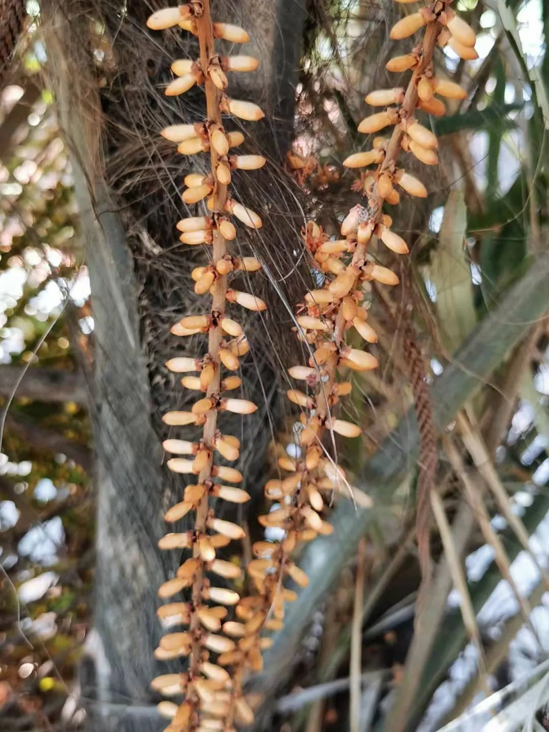 Formosa Sugar Palm, Feather Plant (Arenga Engleri) — scientifically known as Arenga engleri