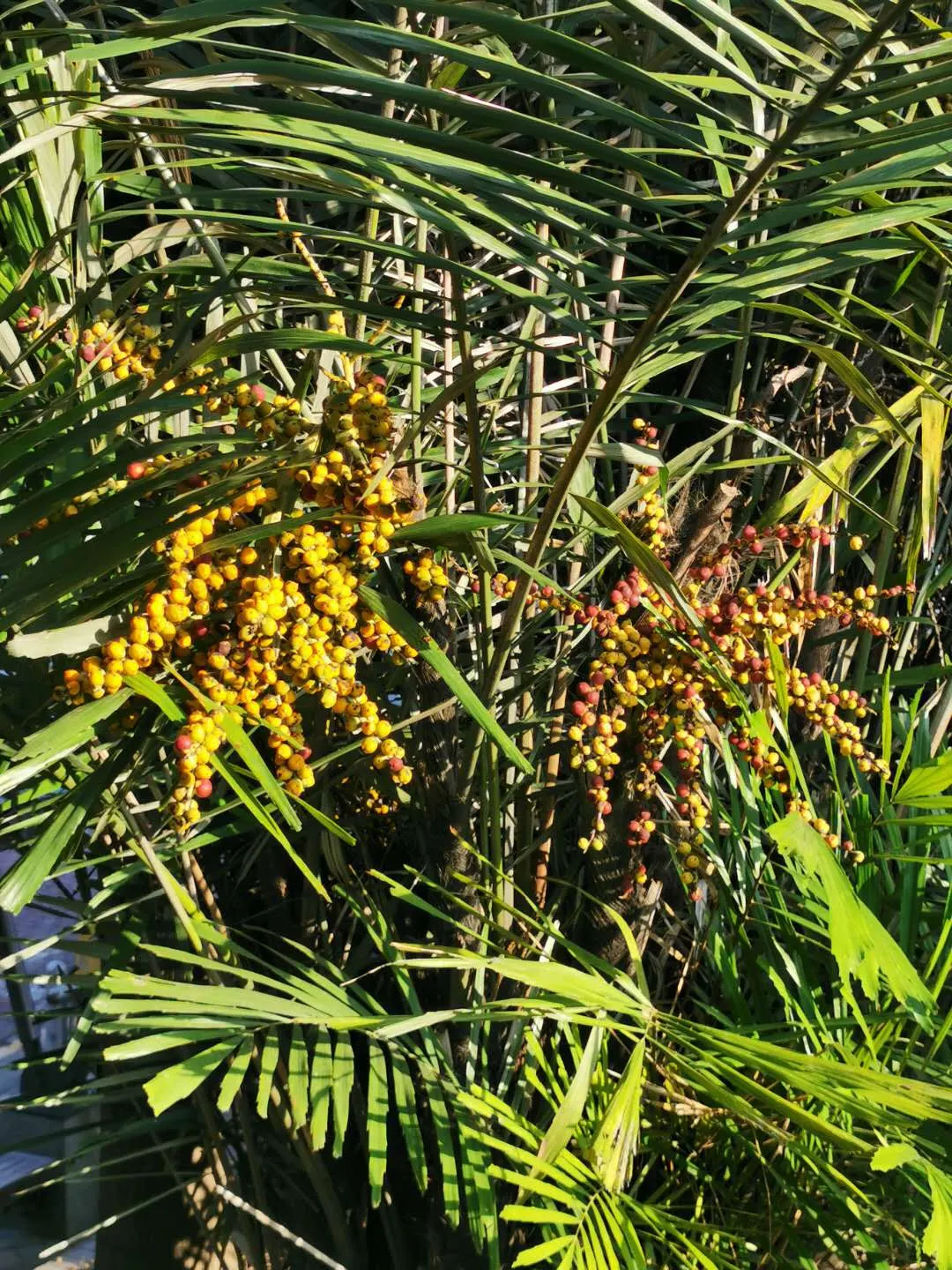 Formosa Sugar Palm, Feather Plant (Arenga Engleri) — small to medium-sized palm