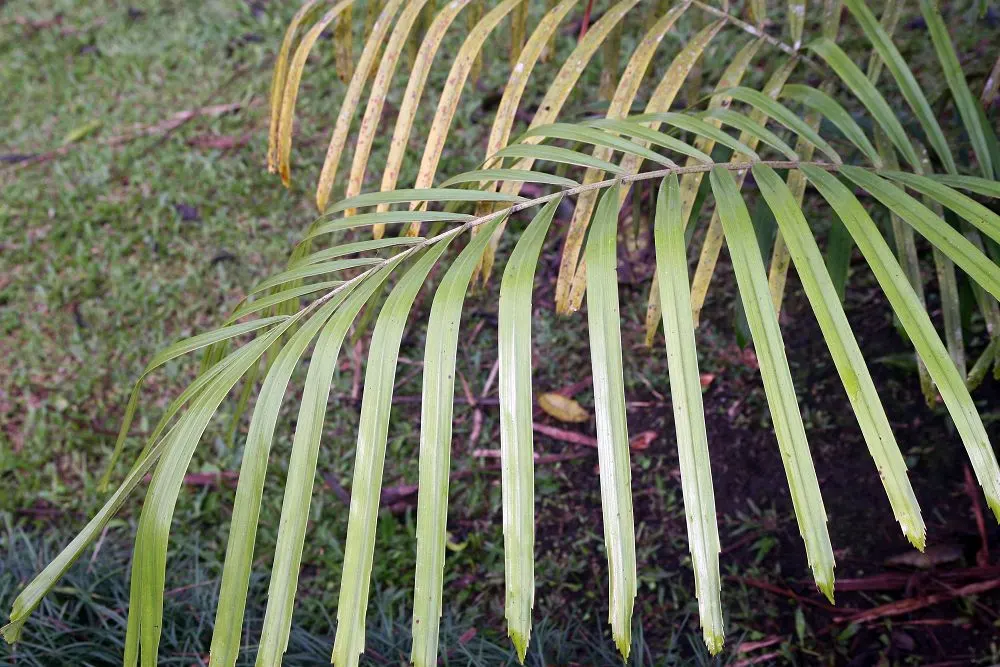 Formosa Sugar Palm, Feather Plant (Arenga Engleri) — This evergreen plant features multiple feather-like fronds, each extending 4-6 feet long; the, image 49