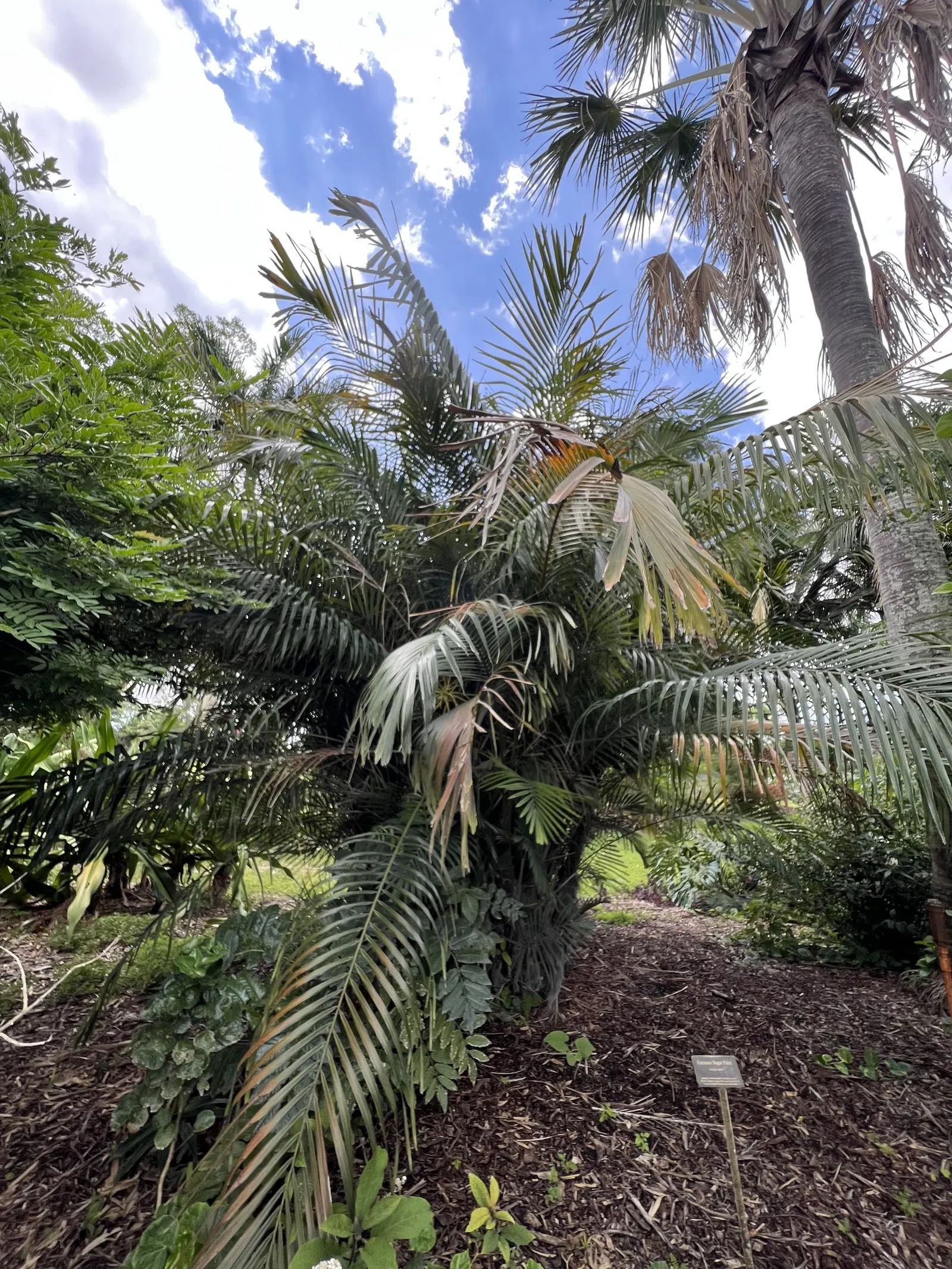 Formosa Sugar Palm, Feather Plant (Arenga Engleri) — native to Taiwan and the Ryukyu Islands; perfect for adding a tropical touch, image 57