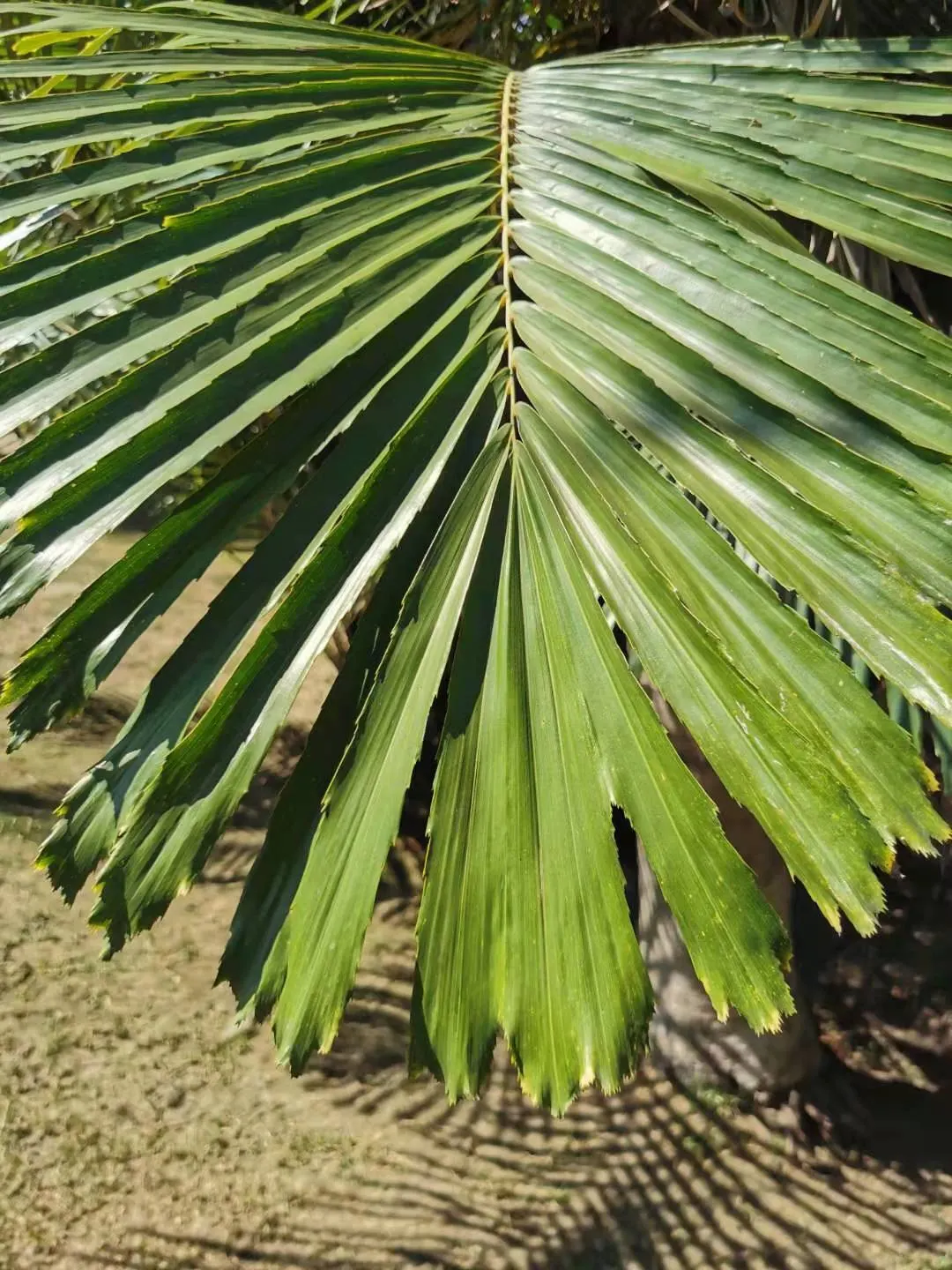 Formosa Sugar Palm, Feather Plant (Arenga Engleri) — When providing details to the client