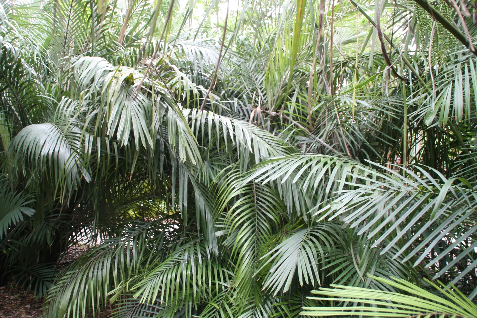 Formosa Sugar Palm, Feather Plant (Arenga Engleri) — It prefers partial shade to full sun and requires well-draining soil; reaching up to 10-20 feet in height
