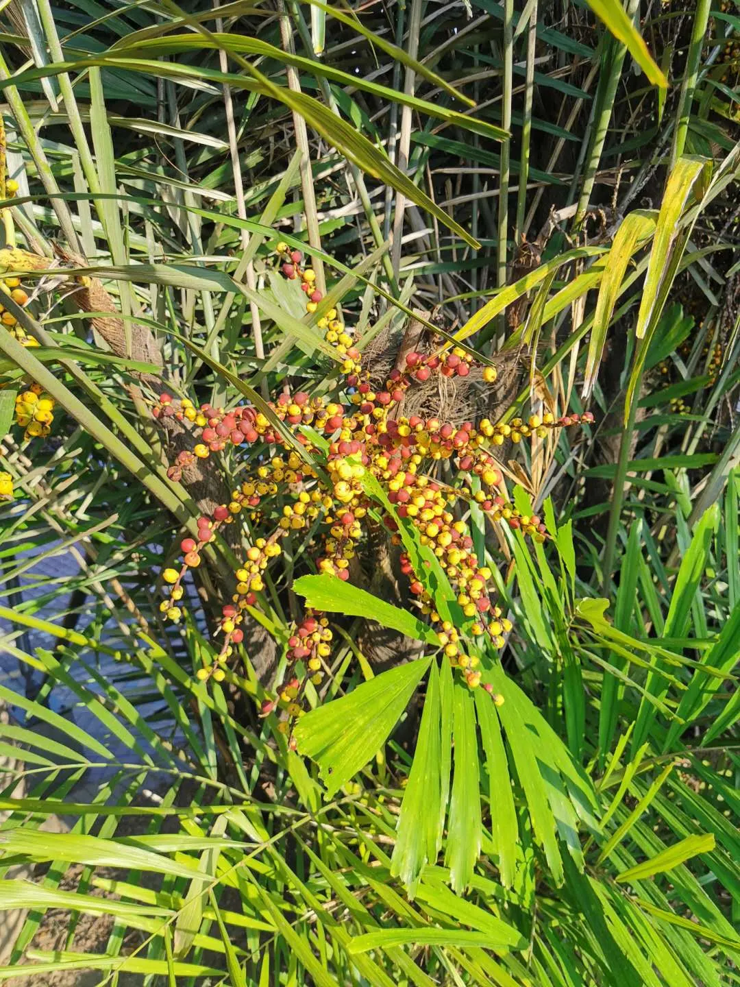 Formosa Sugar Palm, Feather Plant (Arenga Engleri) — this palm is hardy and adjusts well to container life