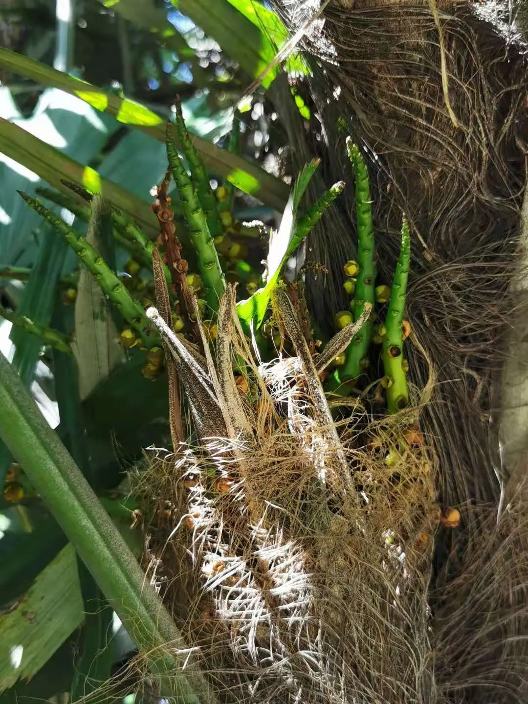 Formosa Sugar Palm, Feather Plant (Arenga Engleri) — reaching up to 10-20 feet in height; native to Taiwan and the Ryukyu Islands, image 48