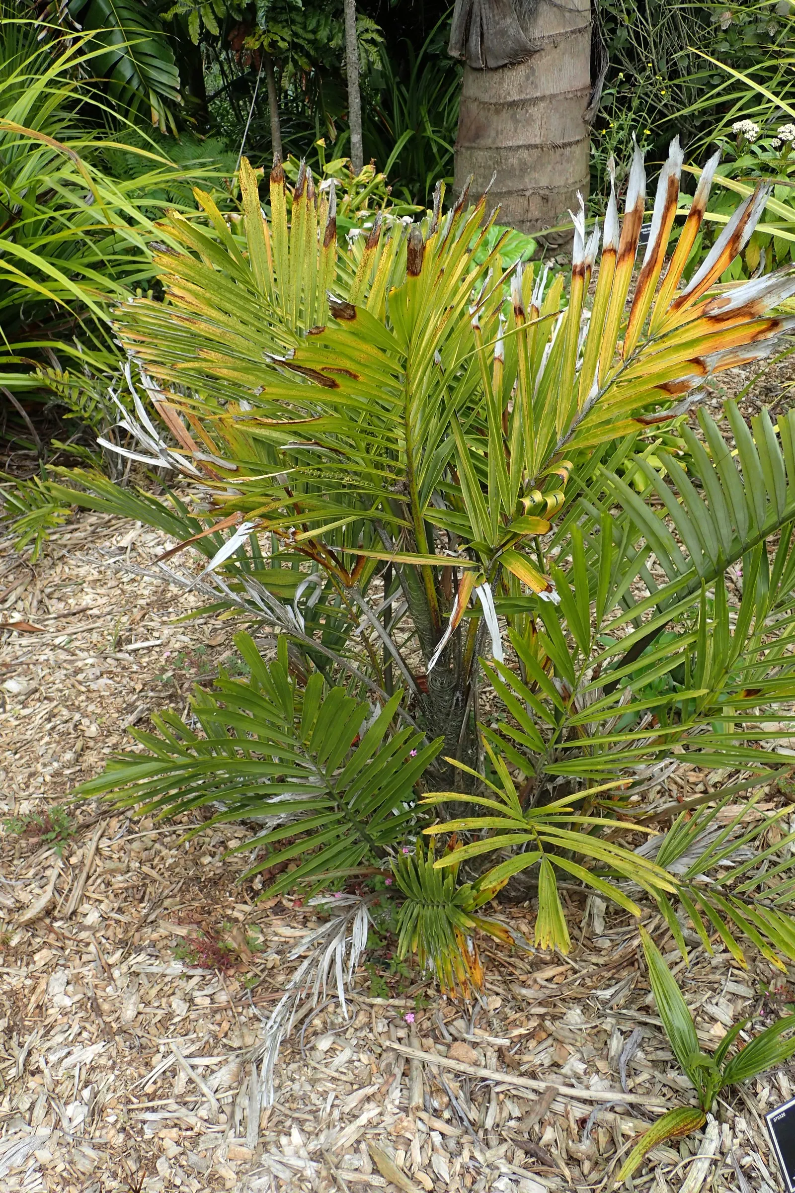 Formosa Sugar Palm, Feather Plant (Arenga Engleri) — this palm is hardy and adjusts well to container life; notably tolerant of a variety of soil types, this