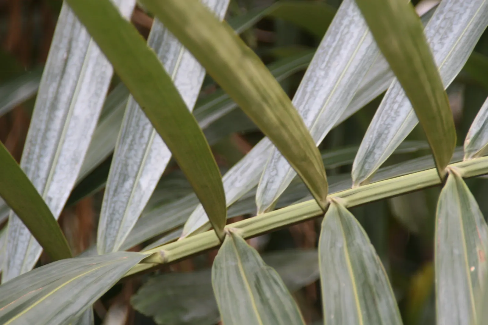 Formosa Sugar Palm, Feather Plant (Arenga Engleri) — commonly known as Formosa Palm or Taiwan Sugar Palm