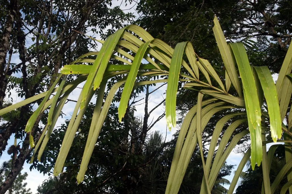 Formosa Sugar Palm, Feather Plant (Arenga Engleri) — palm for full or half; take note that it may produce suckers
