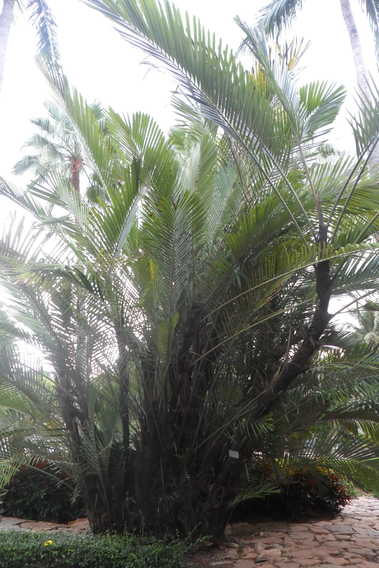 Formosa Sugar Palm, Feather Plant (Arenga Engleri) — Moderate water requirements are common
