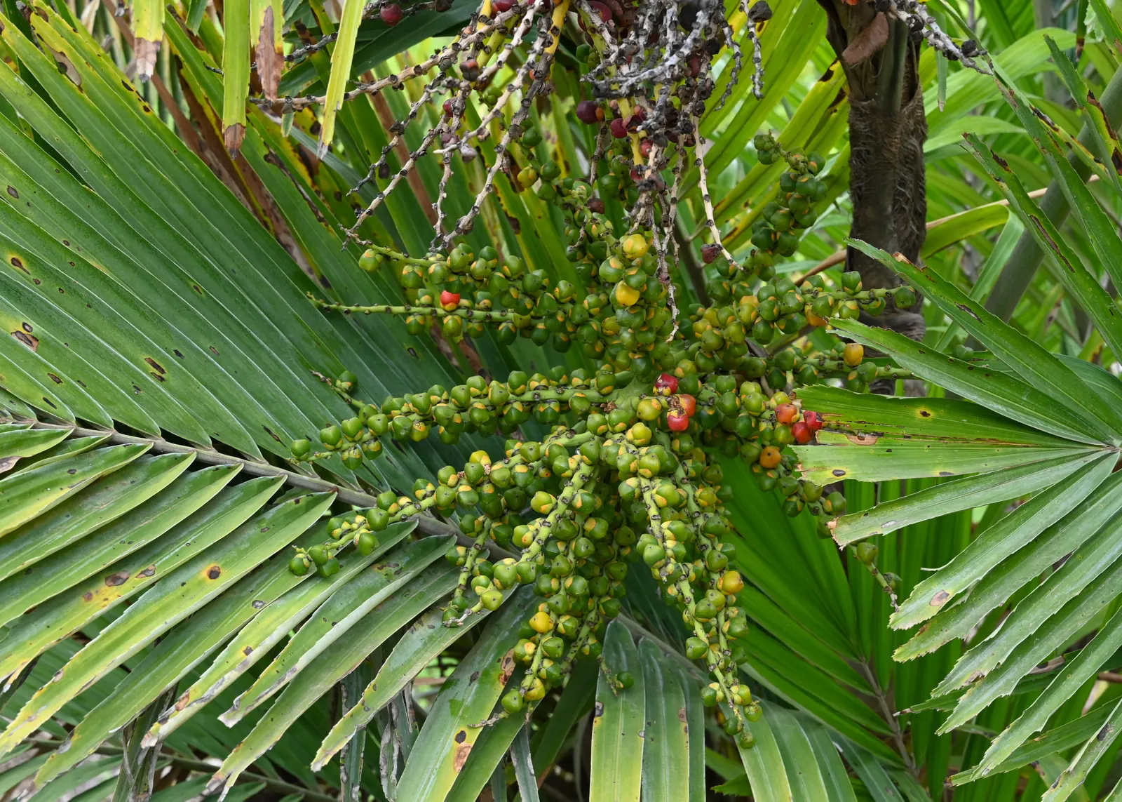 Formosa Sugar Palm, Feather Plant (Arenga Engleri) — highly regarded in landscape design for its exotic and tropical appearance; as its flowers, image 56