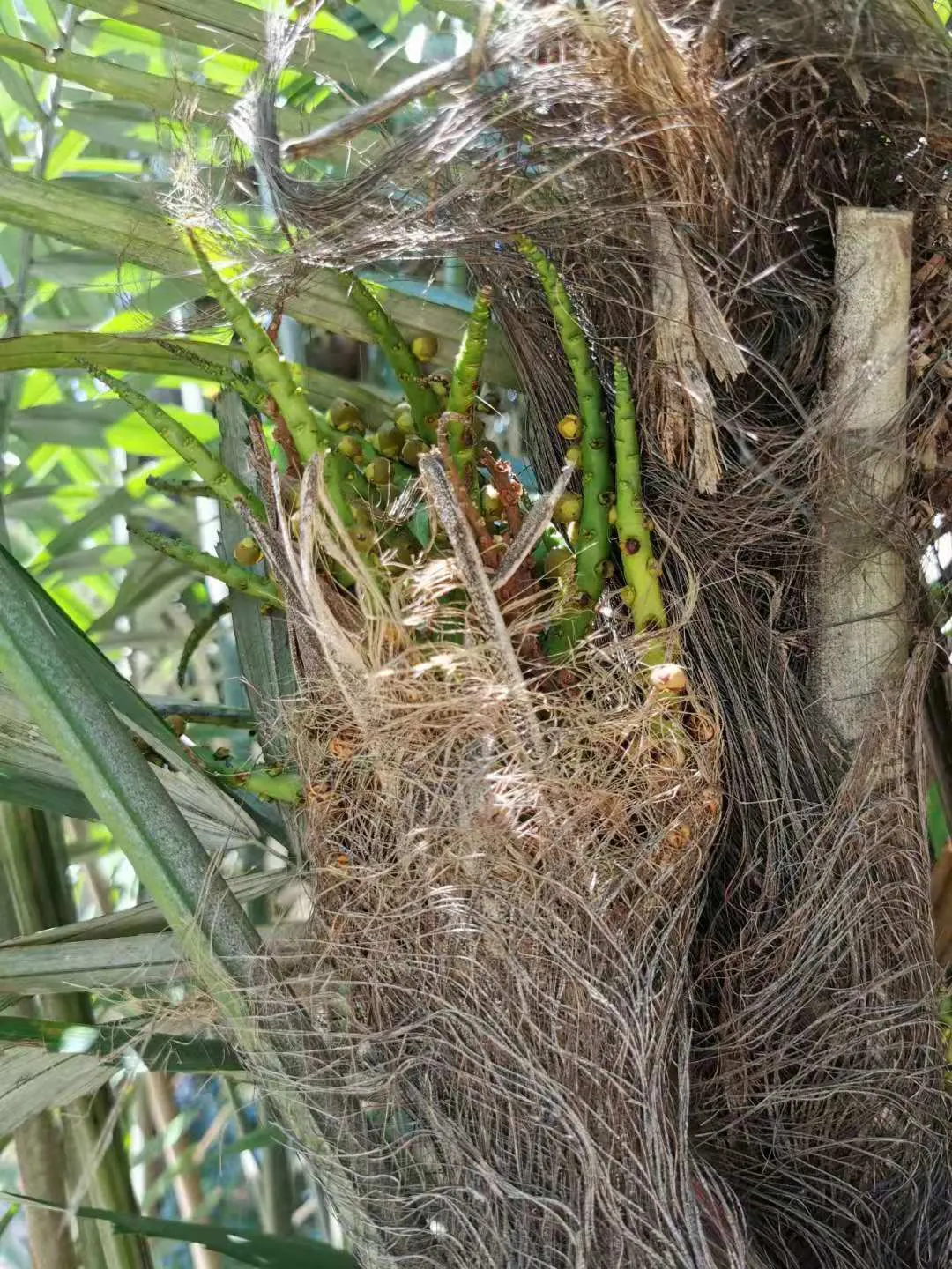 Formosa Sugar Palm, Feather Plant (Arenga Engleri) — the Formosa Sugar Palm exudes versatility