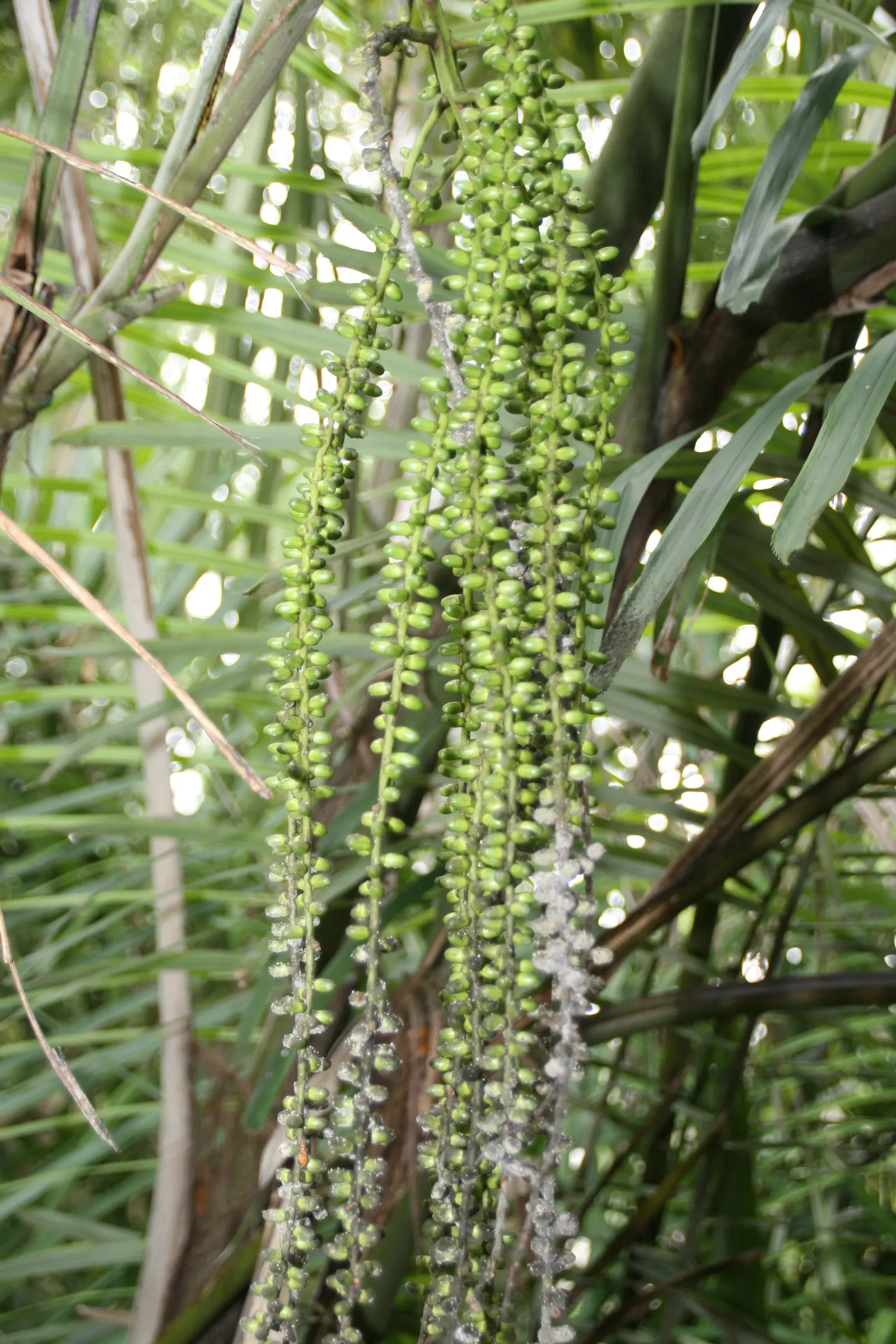 Formosa Sugar Palm, Feather Plant (Arenga Engleri) — highly regarded in landscape design for its exotic and tropical appearance; as its flowers attract