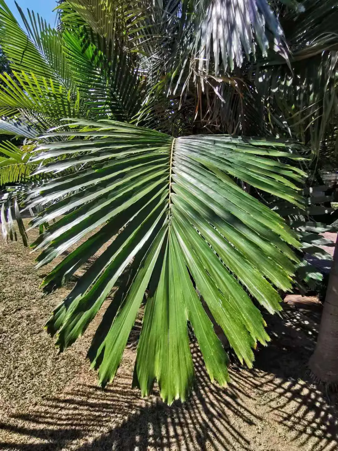 Formosa Sugar Palm, Feather Plant (Arenga Engleri) — small to medium-sized palm; are divided into numerous leaflets
