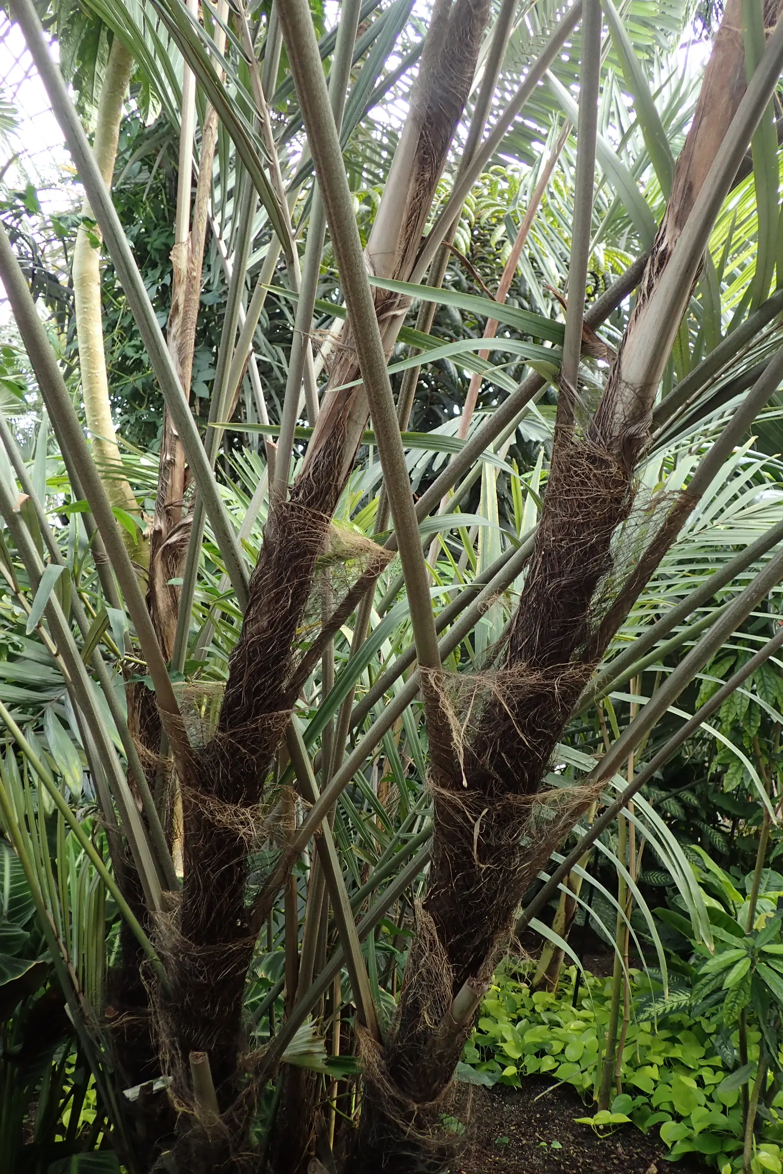 Formosa Sugar Palm, Feather Plant (Arenga Engleri) — take note that it may produce suckers; when providing details to the client