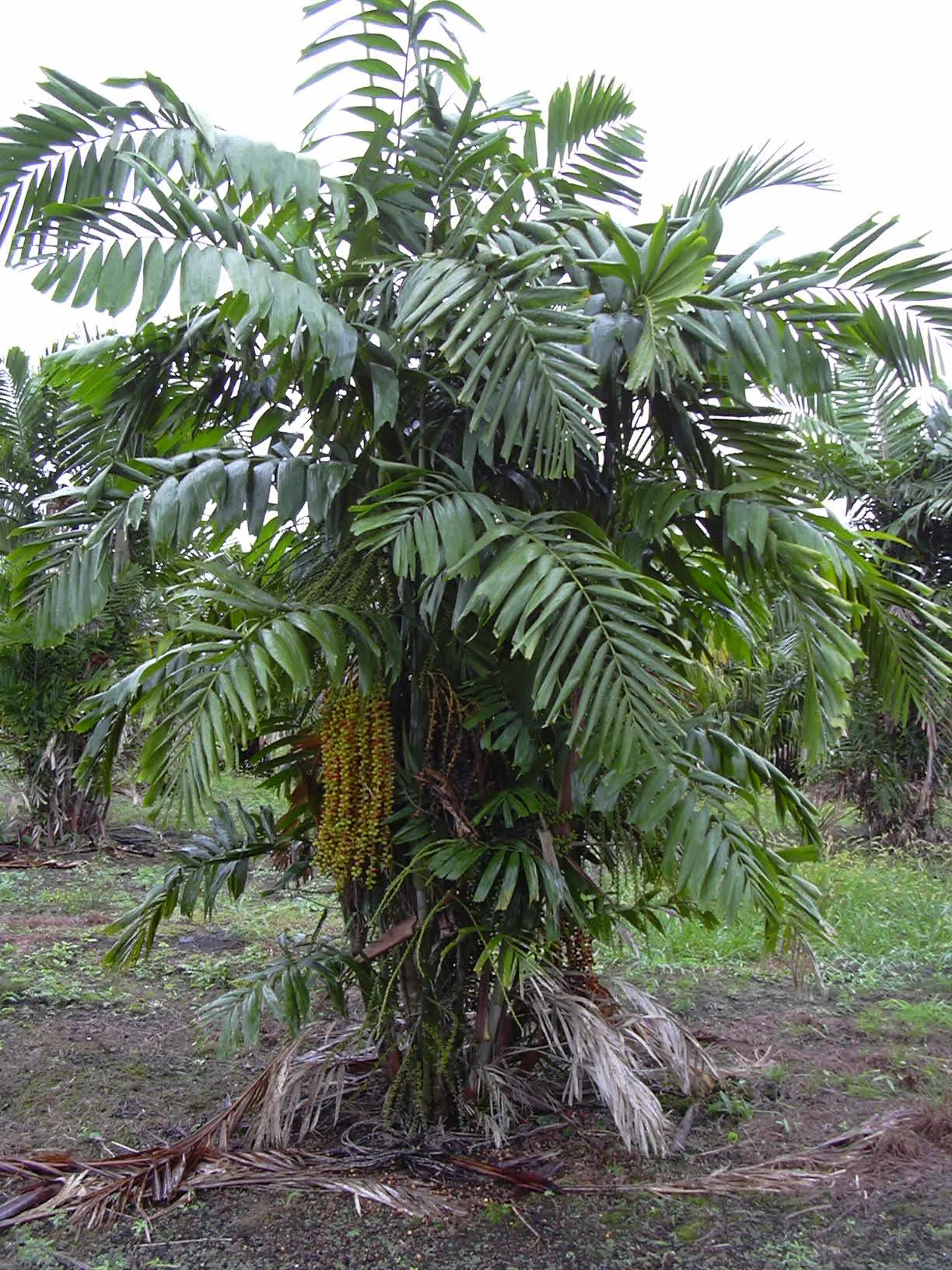 Formosa Sugar Palm, Feather Plant (Arenga Engleri) — typically grows to a height of 10 to 20 feet with a spread of approximately 6 to 10 feet at, image 35