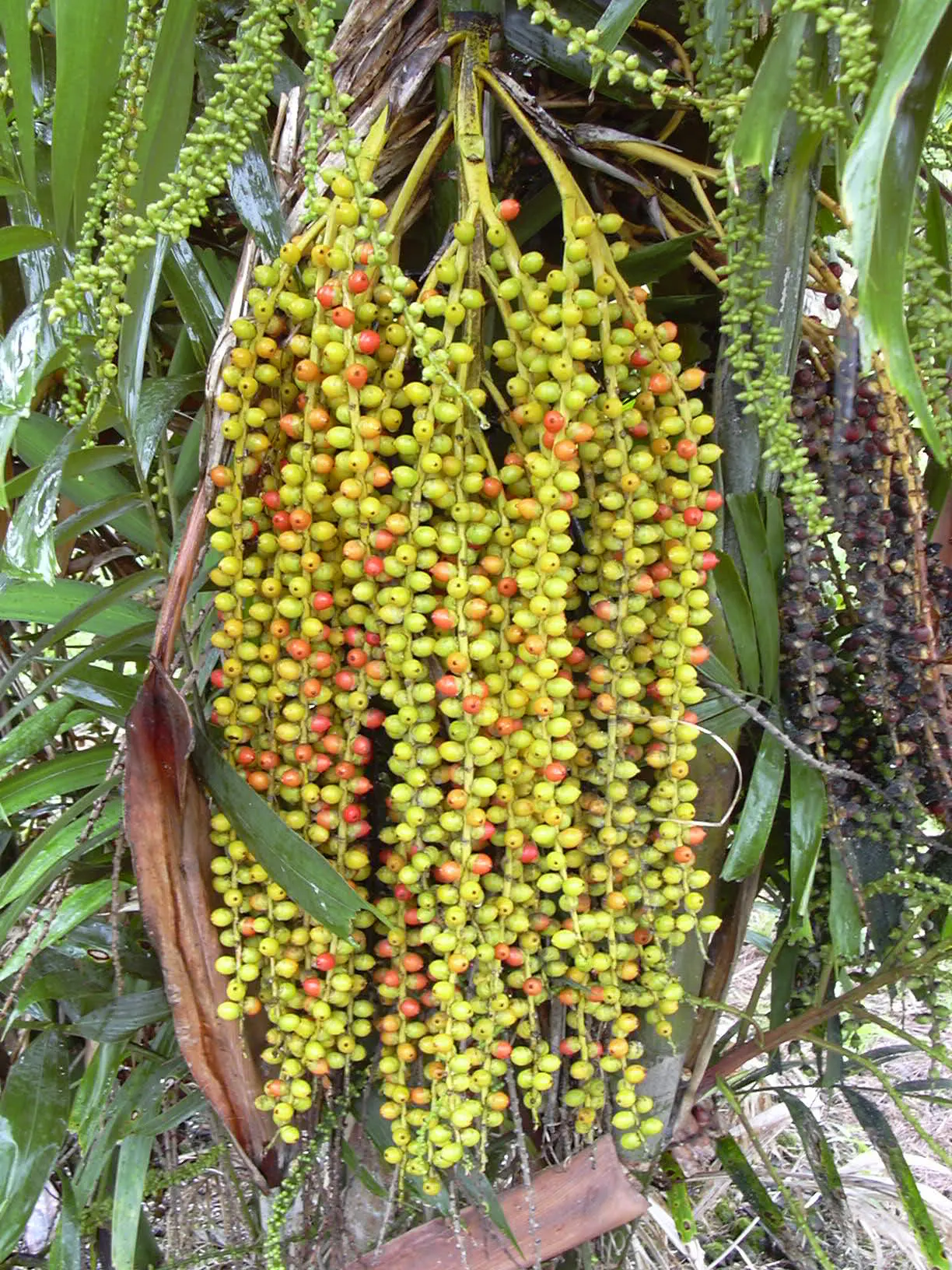 Formosa Sugar Palm, Feather Plant (Arenga Engleri) — creamy-white flowers that are followed by attractive; feather-like canopy that provides a dense