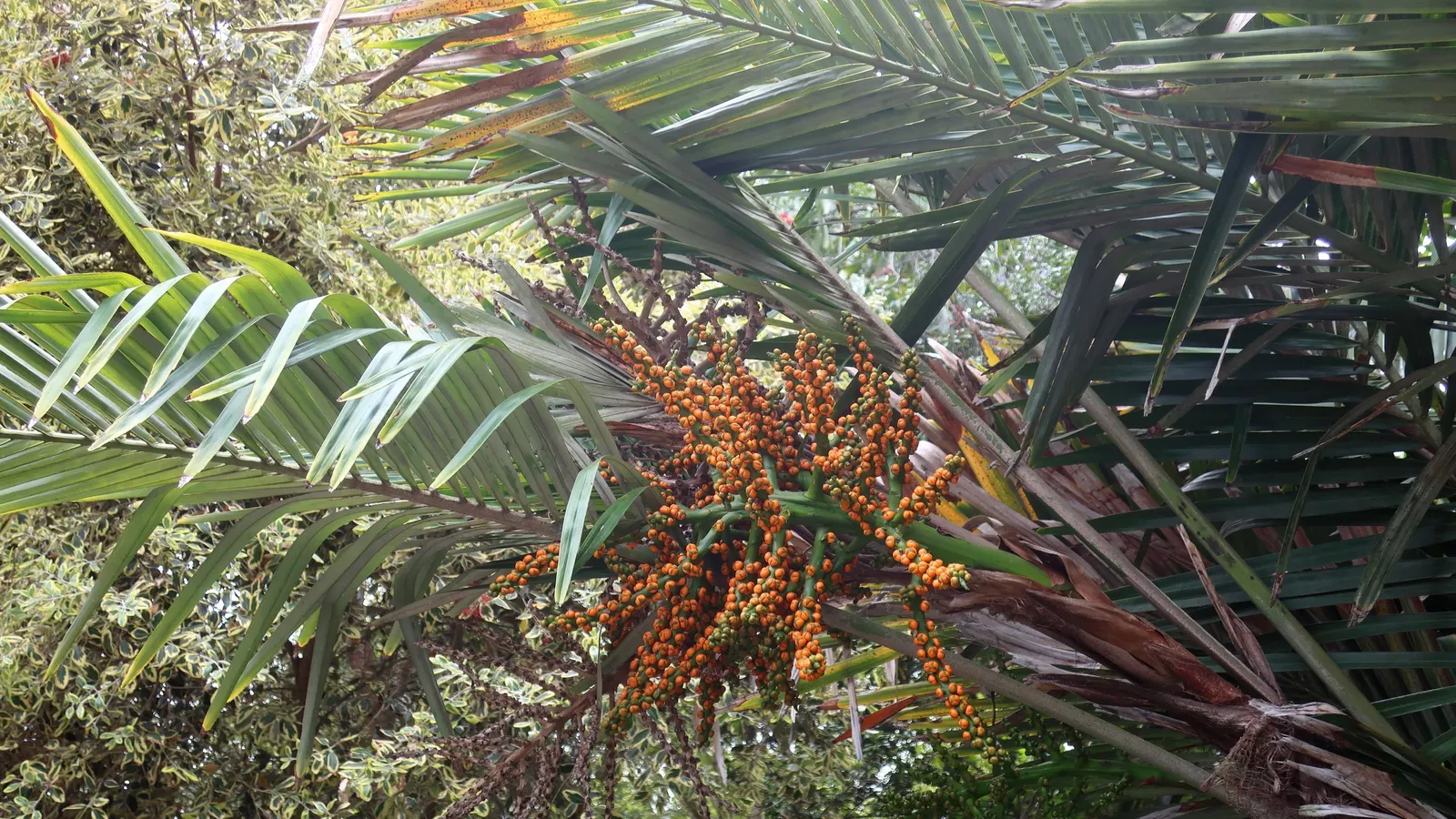 Formosa Sugar Palm, Feather Plant (Arenga Engleri) — scientifically known as Arenga engleri; making it versatile for landscape design