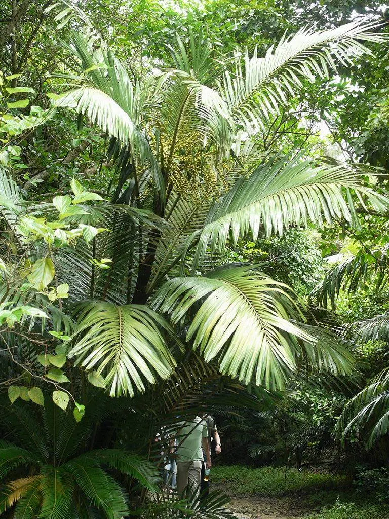 Formosa Sugar Palm, Feather Plant (Arenga Engleri) — Perfect for adding a tropical touch; small to medium-sized palm