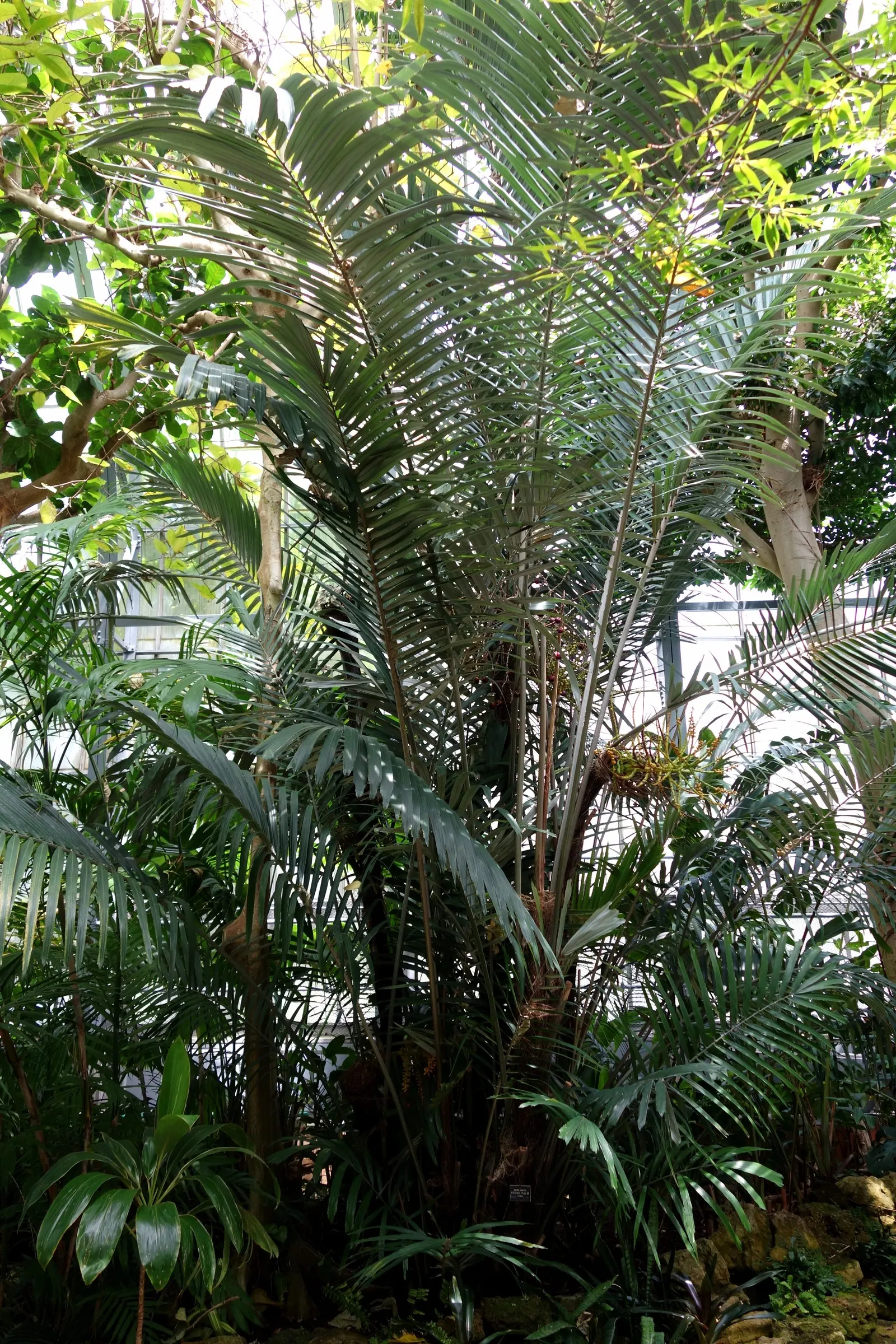 Formosa Sugar Palm, Feather Plant (Arenga Engleri) — Notably tolerant of a variety of soil types, this palm demands well-draining conditions to avoid root rot