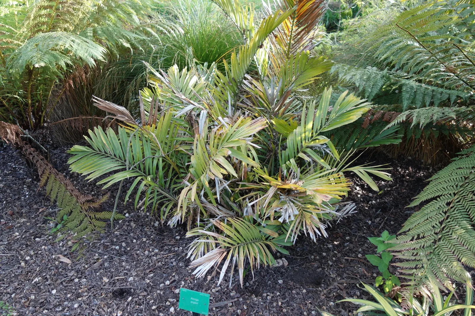 Formosa Sugar Palm, Feather Plant (Arenga Engleri) — as its flowers attract pollinators such as bees and birds