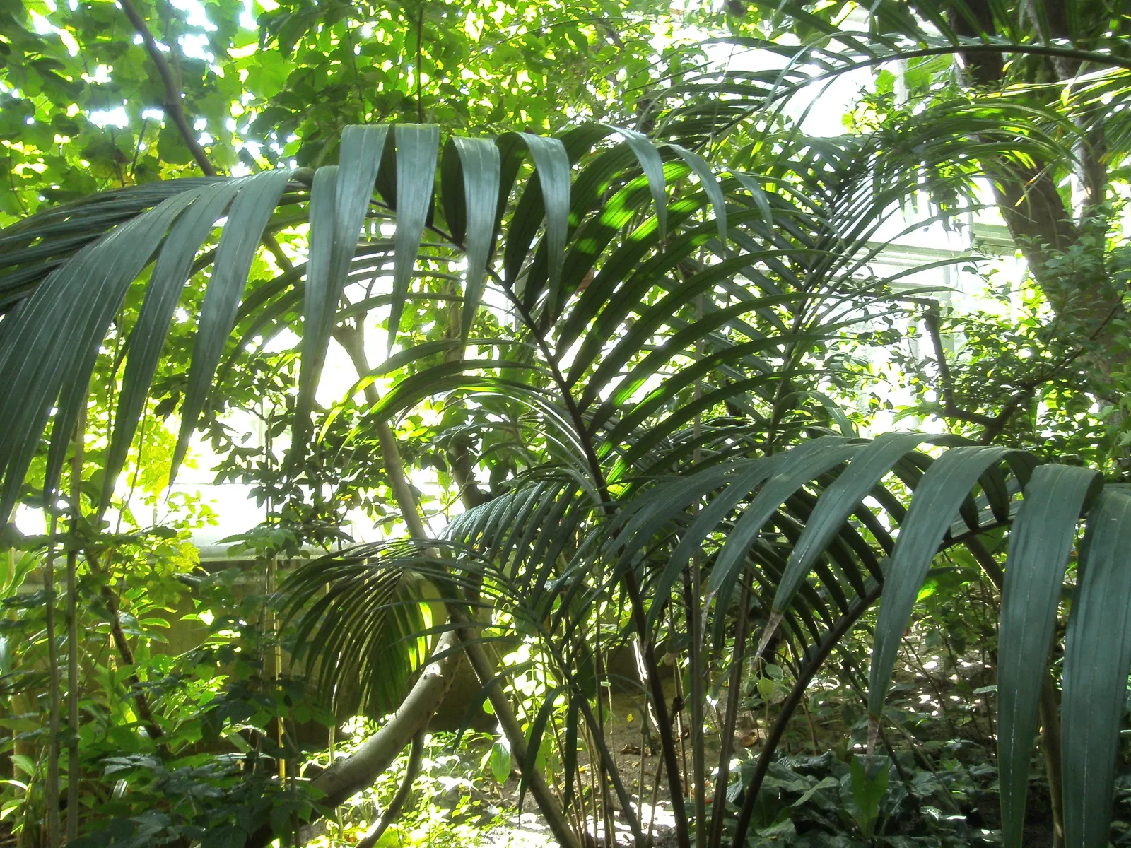 Formosa Sugar Palm, Feather Plant (Arenga Engleri) — reaching up to 10-20 feet in height