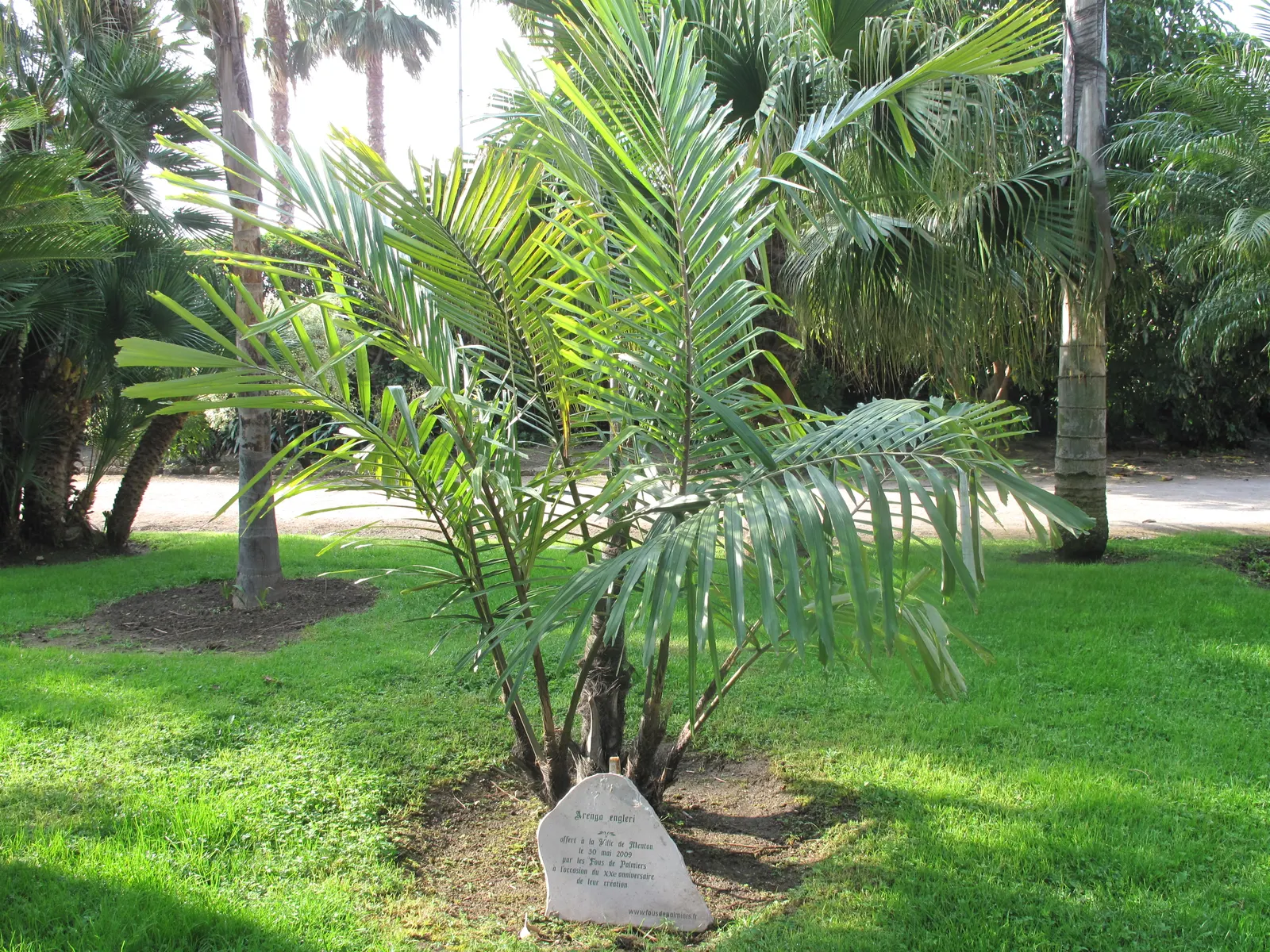 Formosa Sugar Palm, Feather Plant (Arenga Engleri) — small to medium-sized palm; are divided into numerous leaflets, image 55