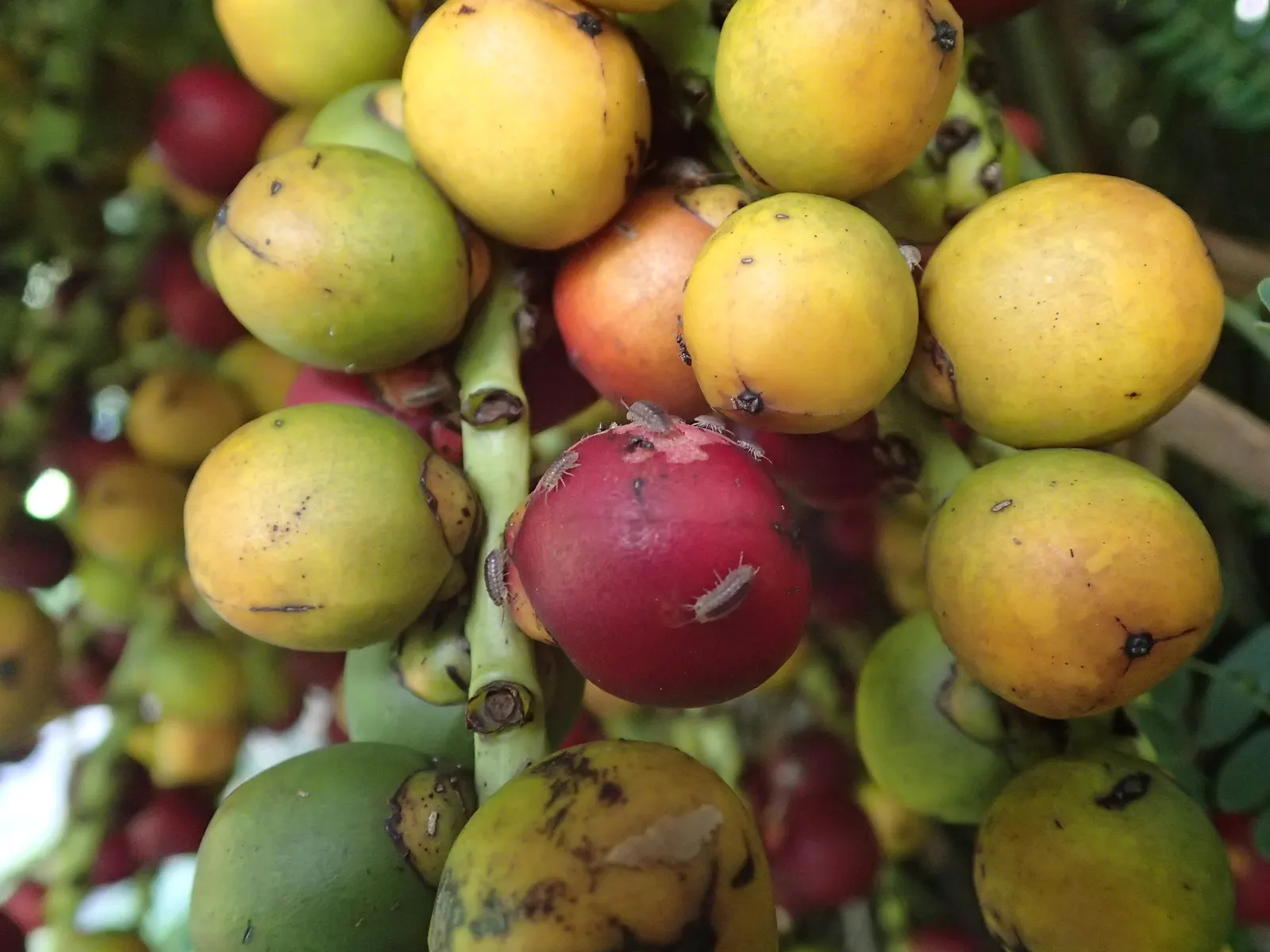 Formosa Sugar Palm, Feather Plant (Arenga Engleri) — native to Taiwan and the Ryukyu Islands