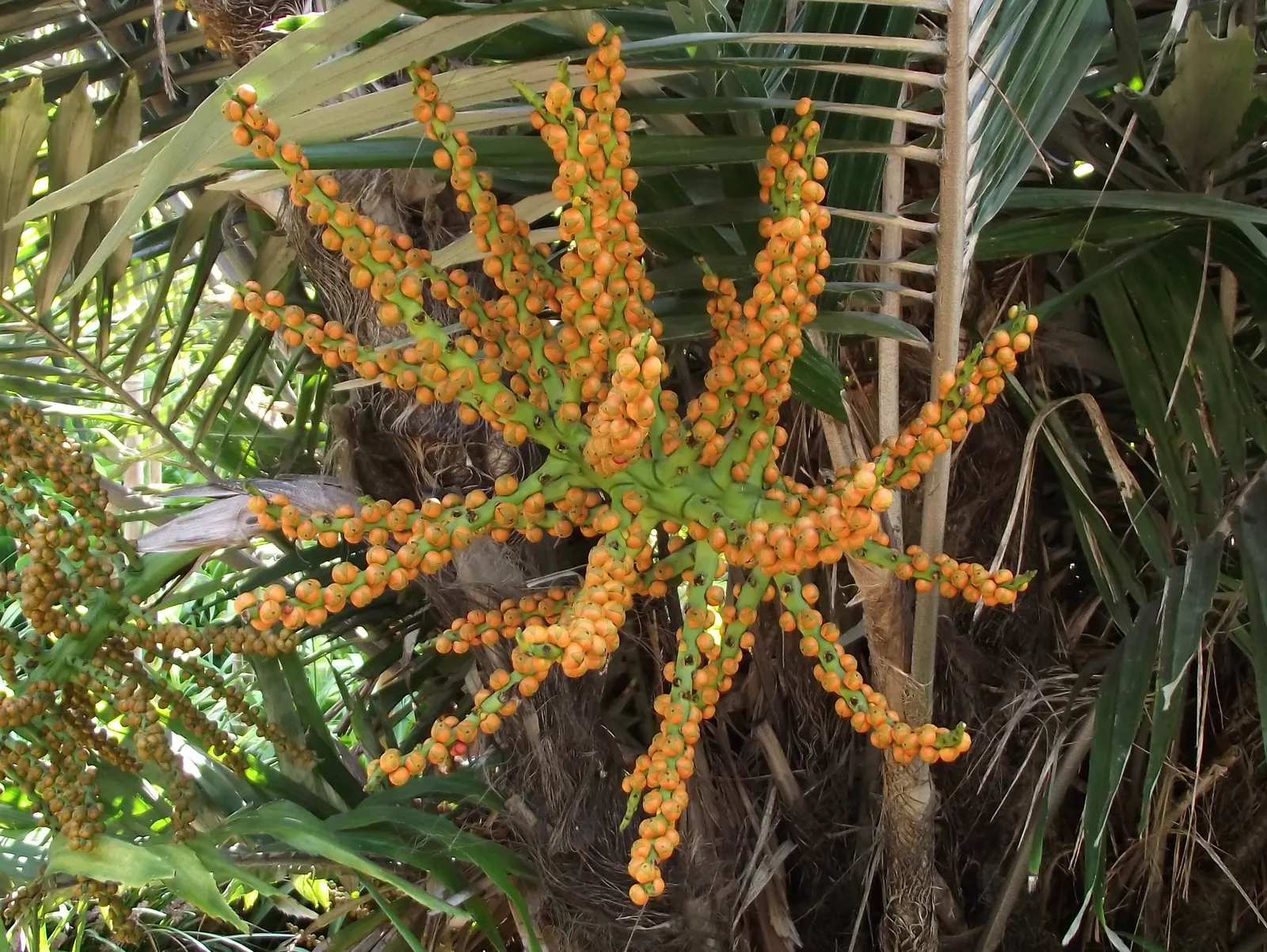 Formosa Sugar Palm, Feather Plant (Arenga Engleri) — palm for full or half